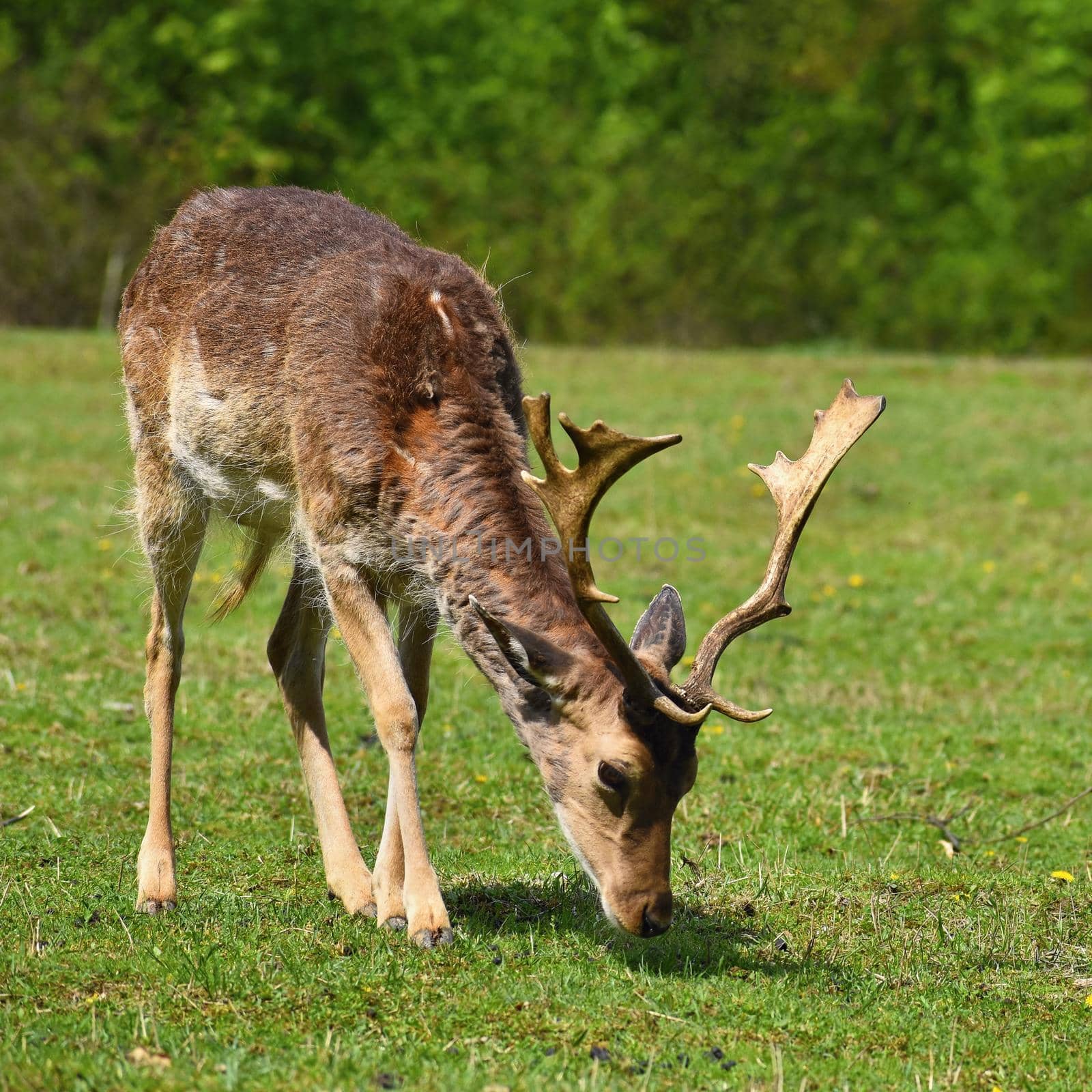 Fallow - fallow deer. (Dama dama ) Beautiful natural background with animals. by Montypeter