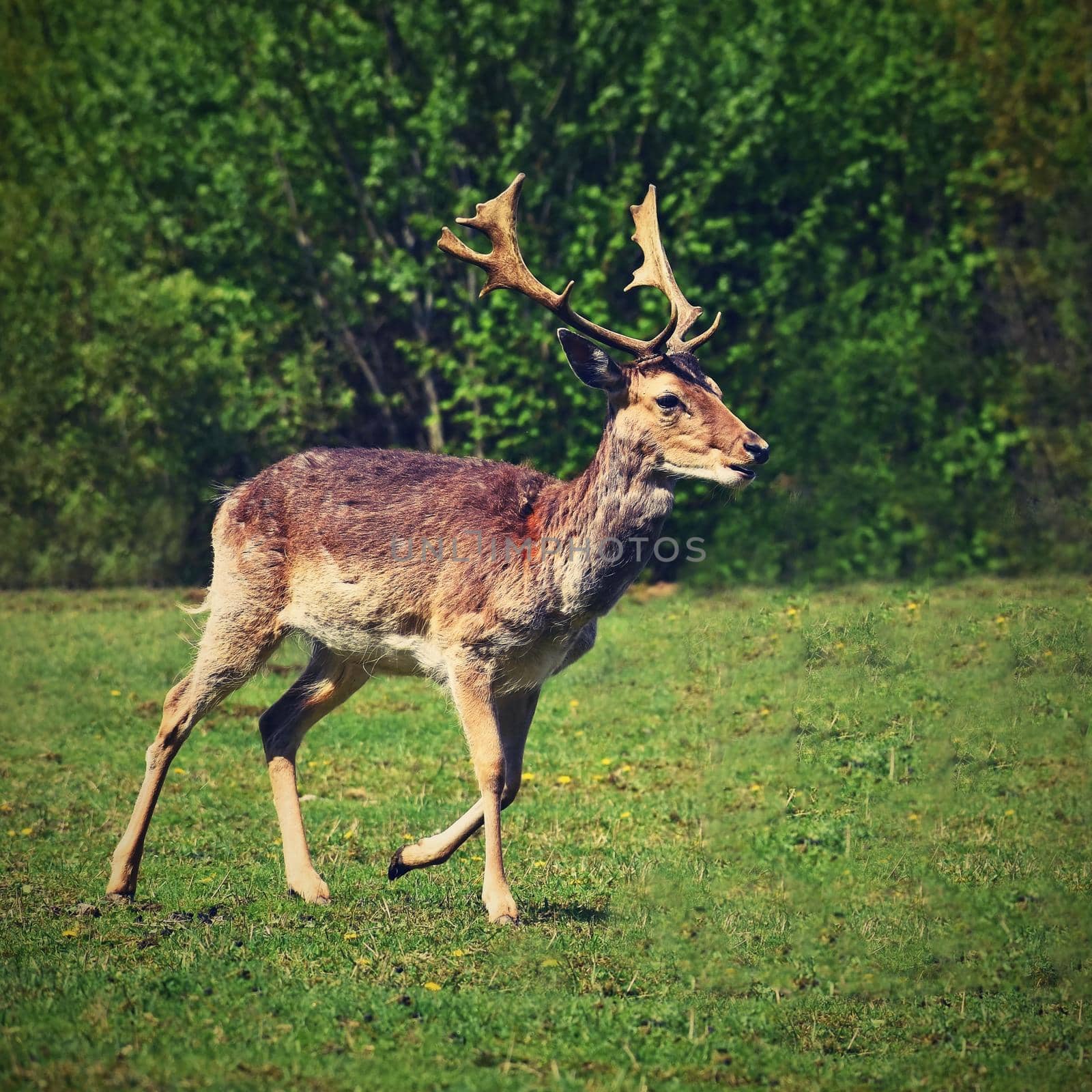 Fallow - fallow deer. (Dama dama ) Beautiful natural background with animals. by Montypeter