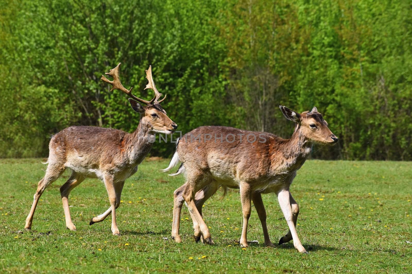 Fallow - fallow deer. (Dama dama ) Beautiful natural background with animals. Sunset. 