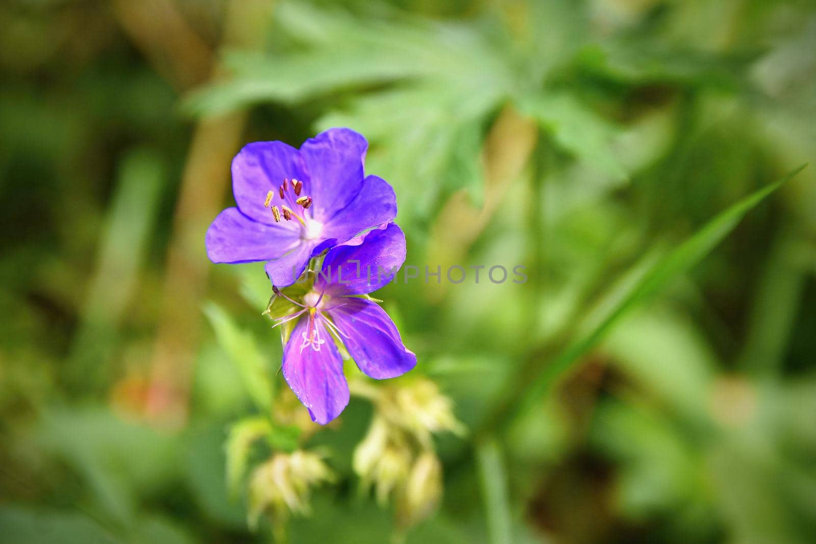 A beautiful violet flower in the grass. Natural colorful background.