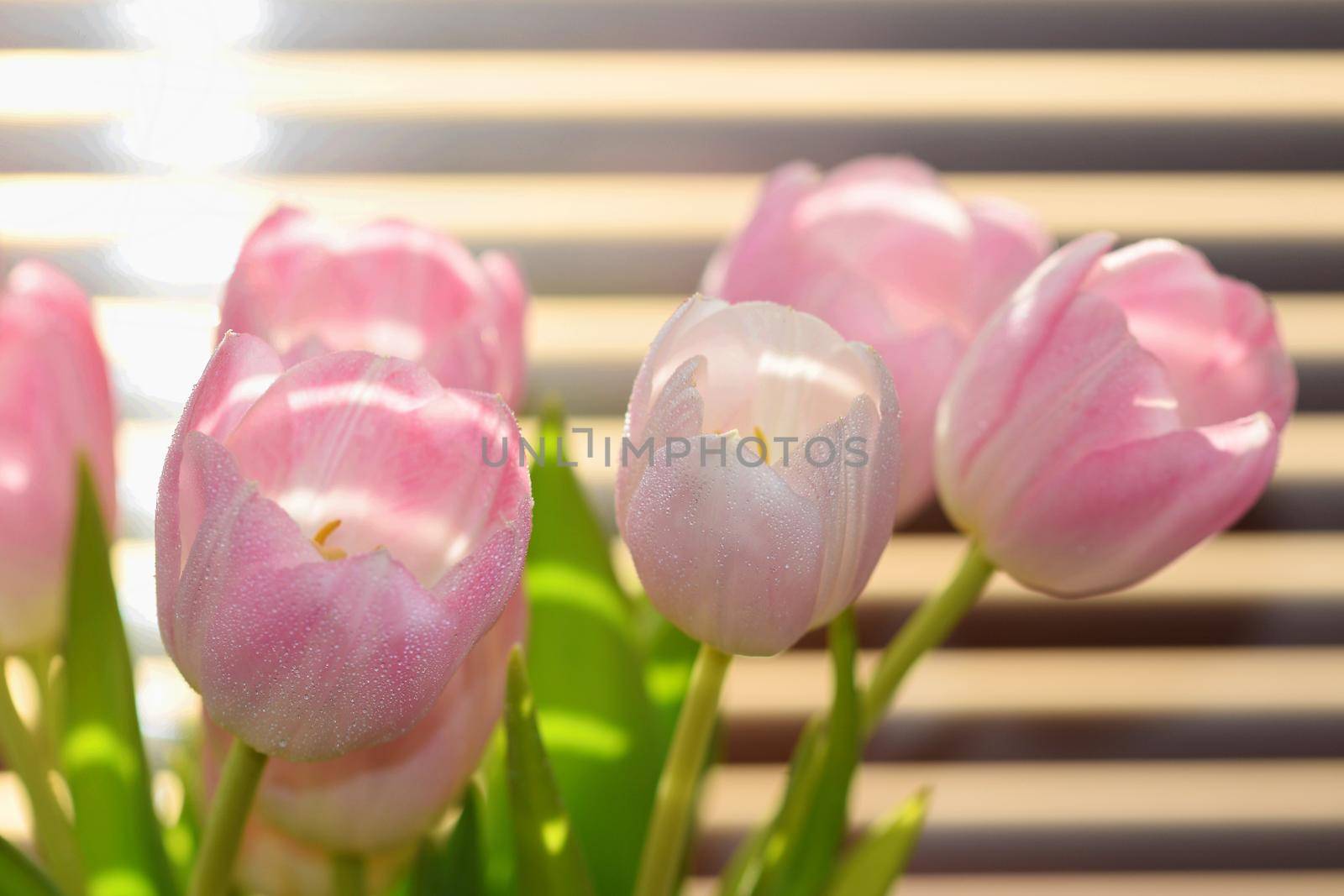 Spring flowers. Beautiful gift of love. Pink-white tulips. Background for spring season and Valentine's Day. by Montypeter