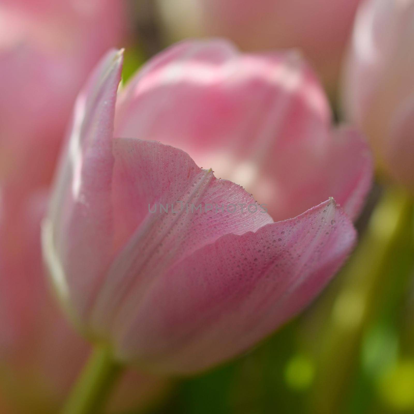 Spring flowers. Beautiful gift of love. Pink-white tulips. Background for spring season and Valentine's Day. by Montypeter