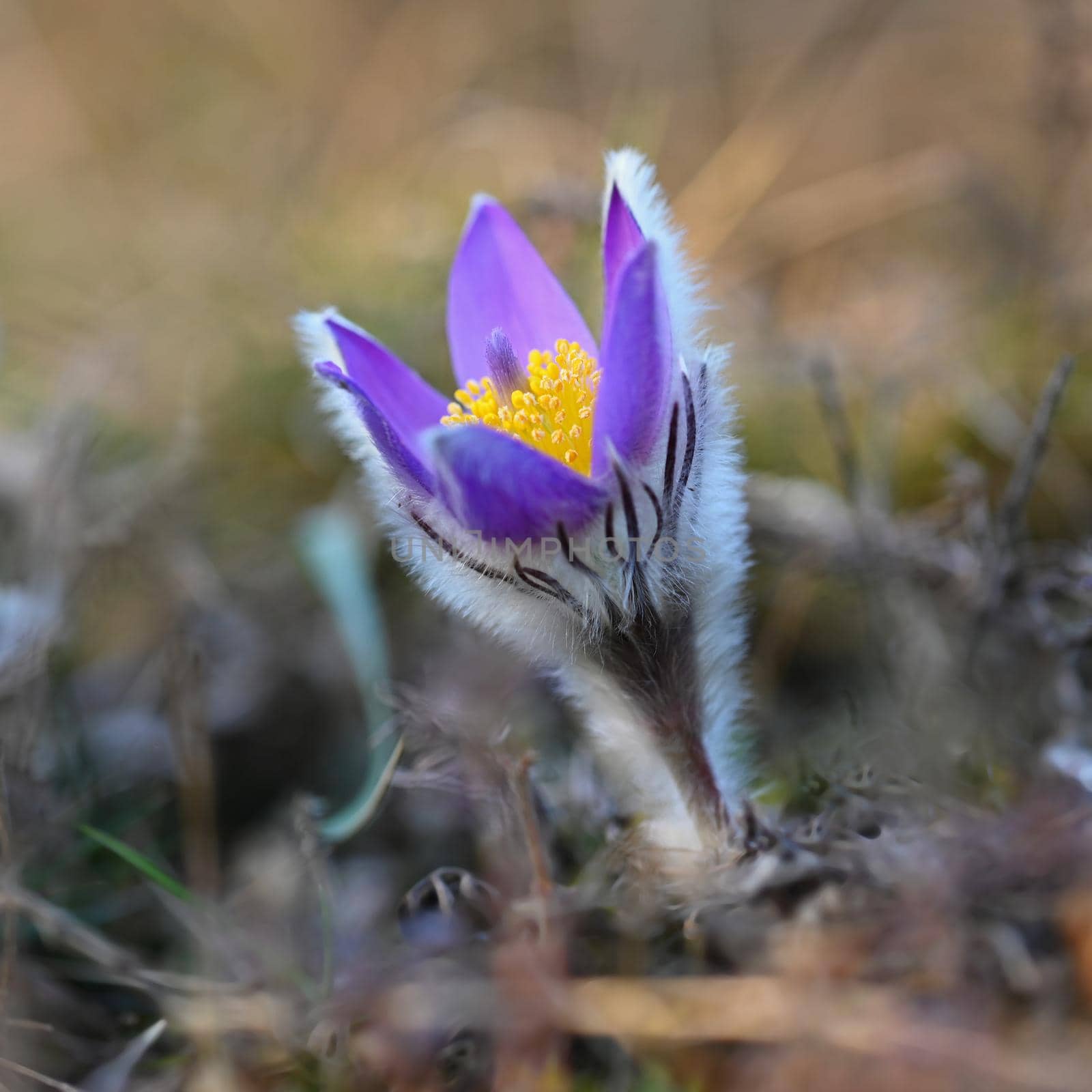 Spring flowers. Beautifully blossoming pasque flower and sun with a natural colored background. (Pulsatilla grandis)