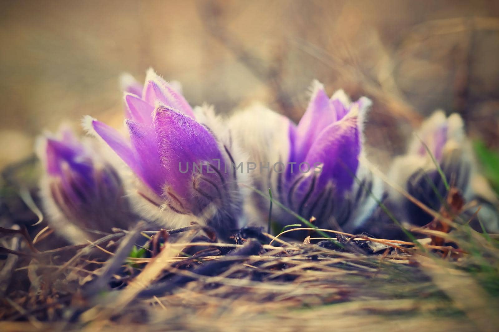 Spring flowers. Beautifully blossoming pasque flower and sun with a natural colored background. (Pulsatilla grandis)