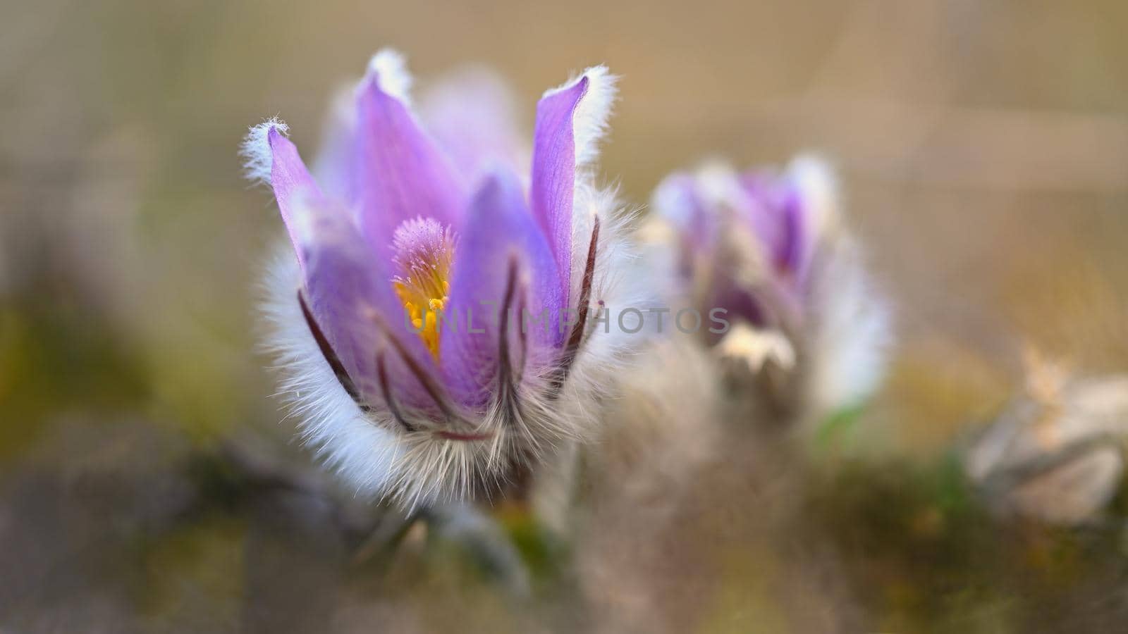 Spring flowers. Beautifully blossoming pasque flower and sun with a natural colored background. (Pulsatilla grandis) by Montypeter