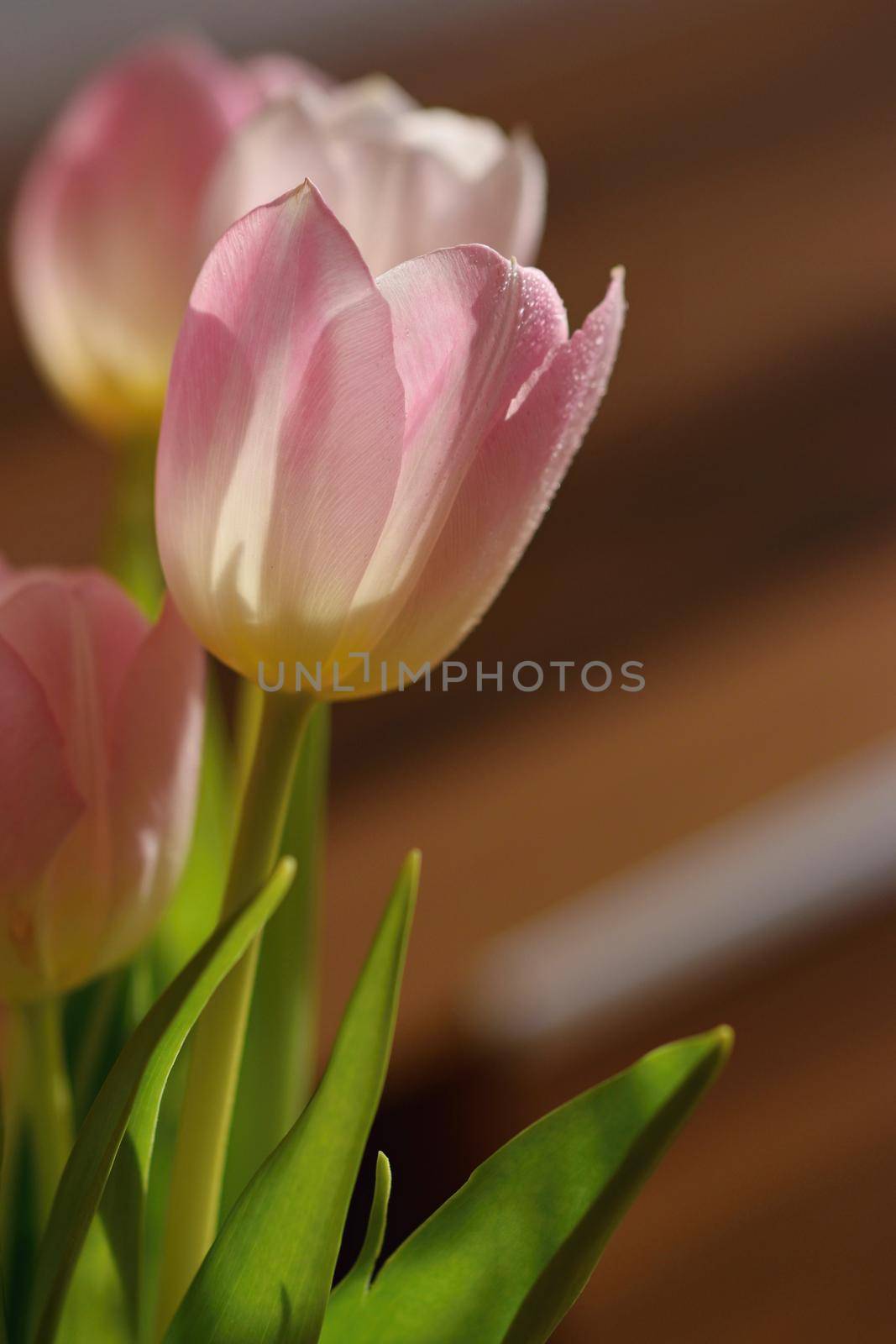 Spring flowers. Beautiful gift of love. Pink-white tulips. Background for spring season and Valentine's Day. by Montypeter