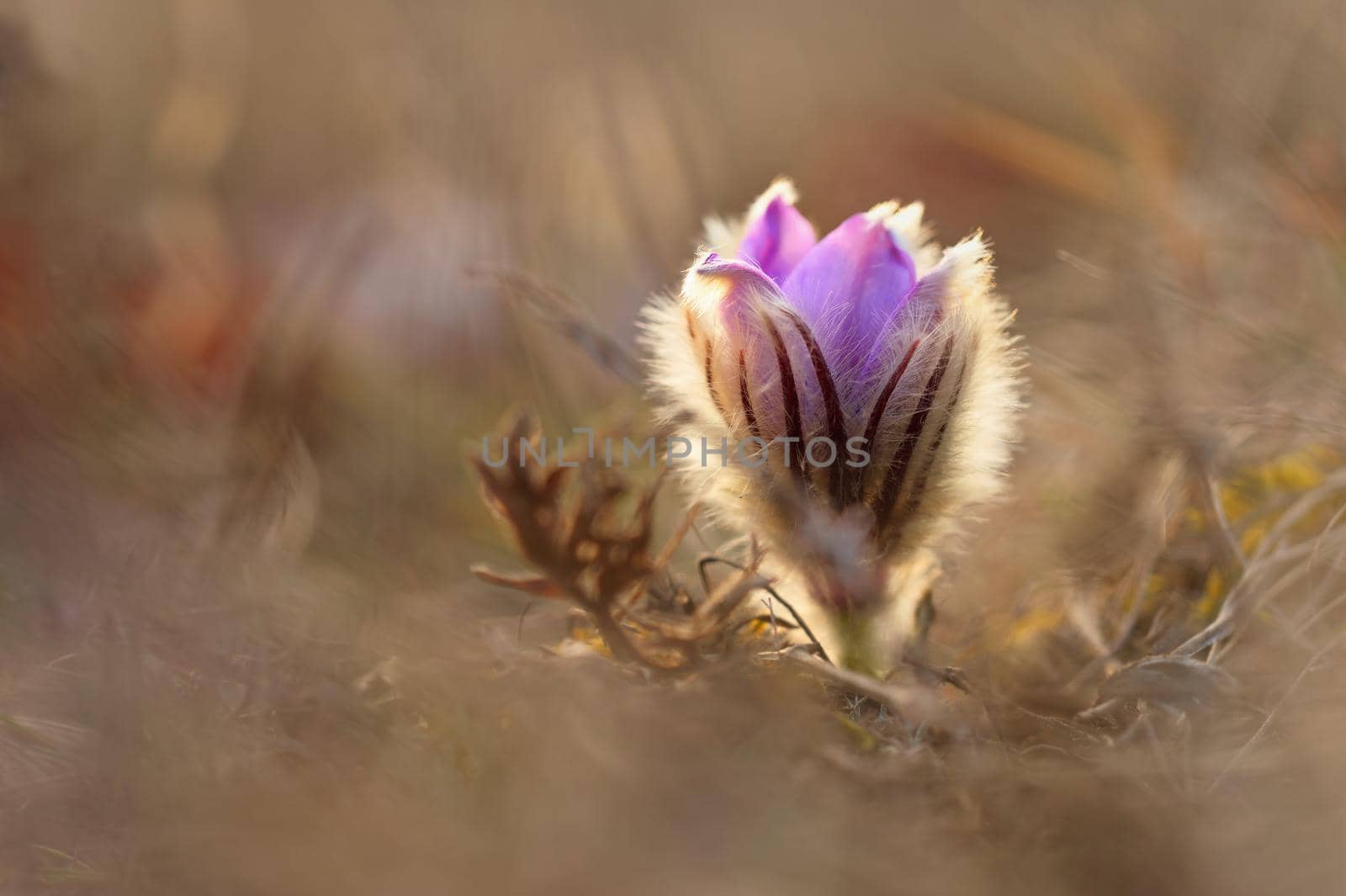 Spring flowers. Beautifully blossoming pasque flower and sun with a natural colored background. (Pulsatilla grandis)