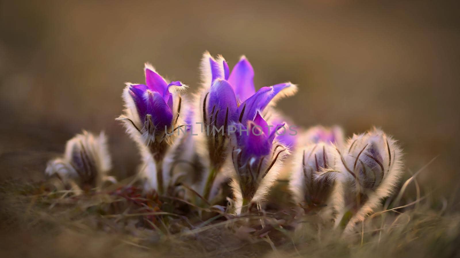 Springtime and spring flower. Beautiful purple little furry pasque-flower. (Pulsatilla grandis) Blooming on spring meadow at the sunset. by Montypeter