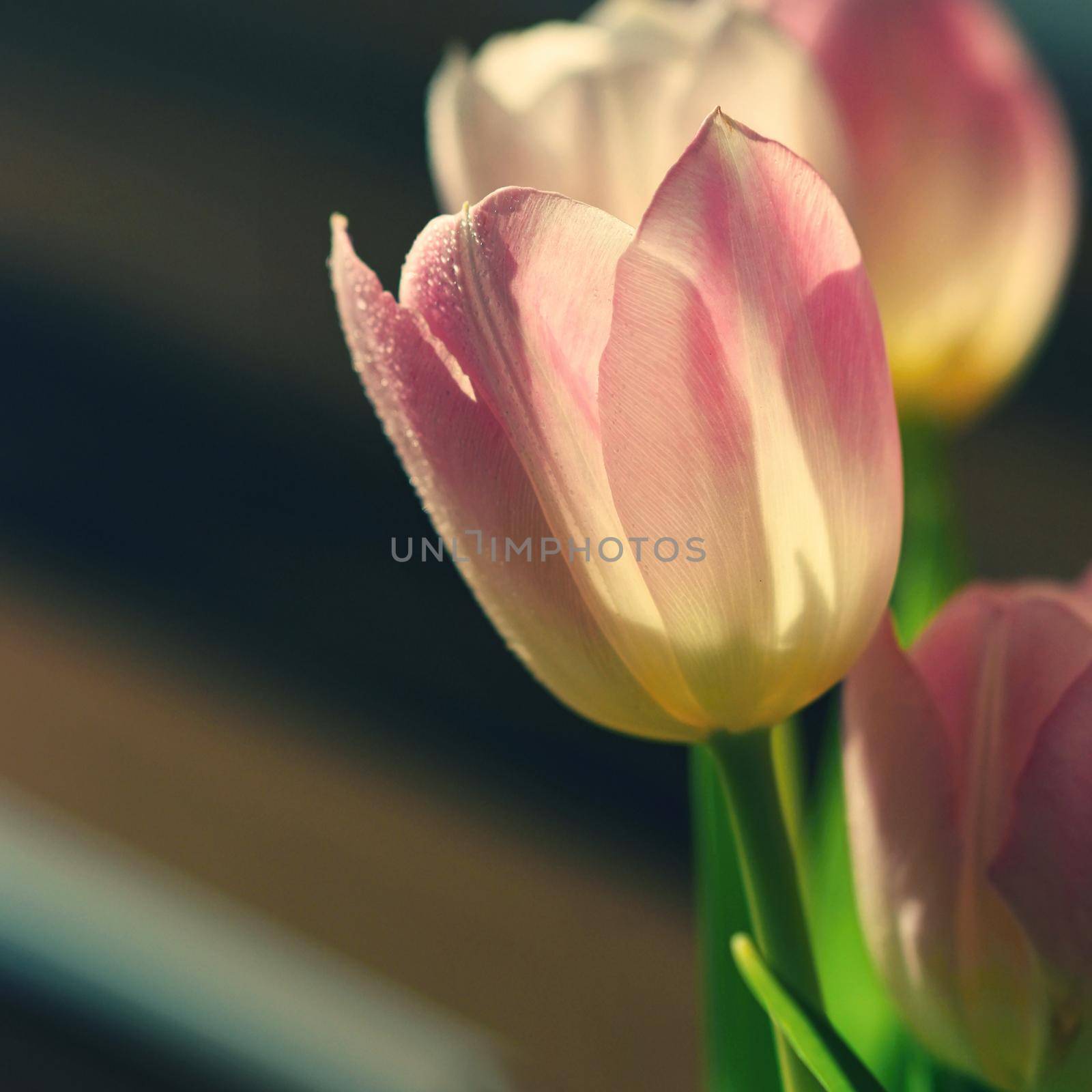 Spring flowers. Beautiful gift of love. Pink-white tulips. Background for spring season and Valentine's Day.