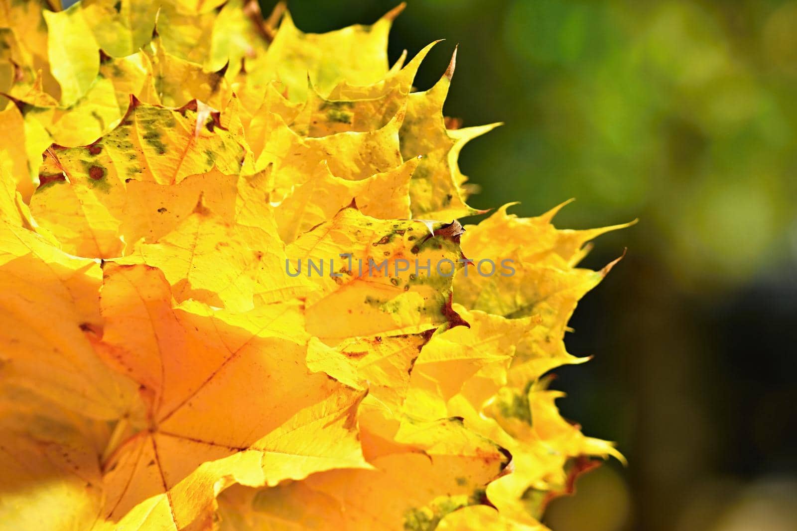 Autumn. Beautiful colorful leaves on trees in autumn time. Natural seasonal color background.  by Montypeter