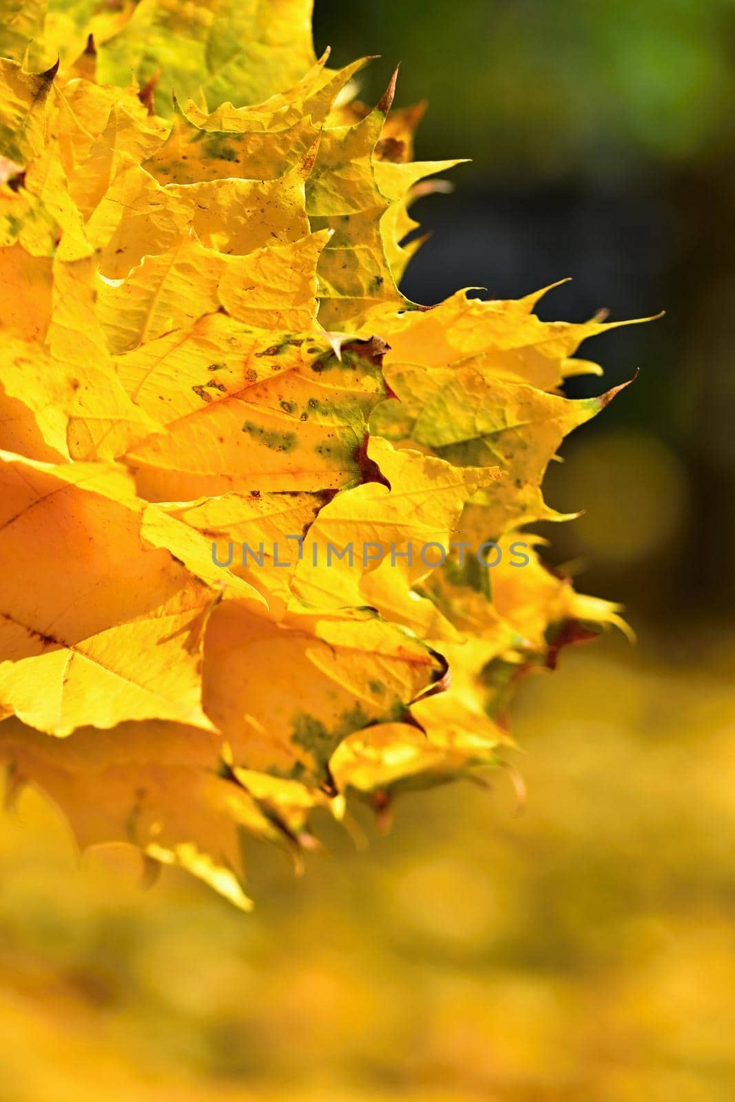 Autumn. Beautiful colorful leaves on trees in autumn time. Natural seasonal color background. 