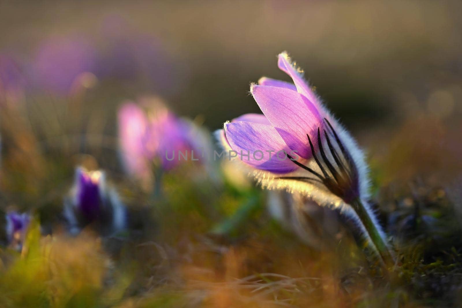 Spring flowers. Beautifully blossoming pasque flower and sun with a natural colored background. (Pulsatilla grandis) by Montypeter