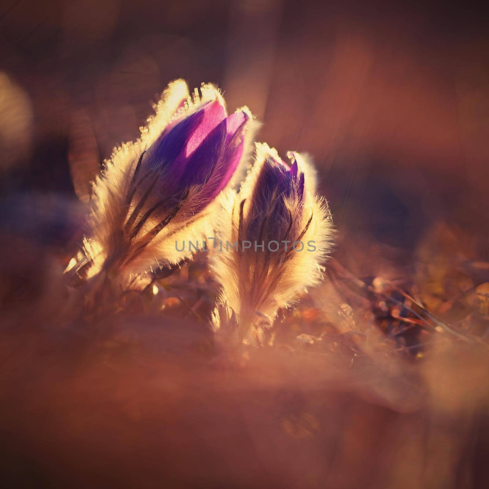 Springtime and spring flower. Beautiful purple little furry pasque-flower. (Pulsatilla grandis) Blooming on spring meadow at the sunset