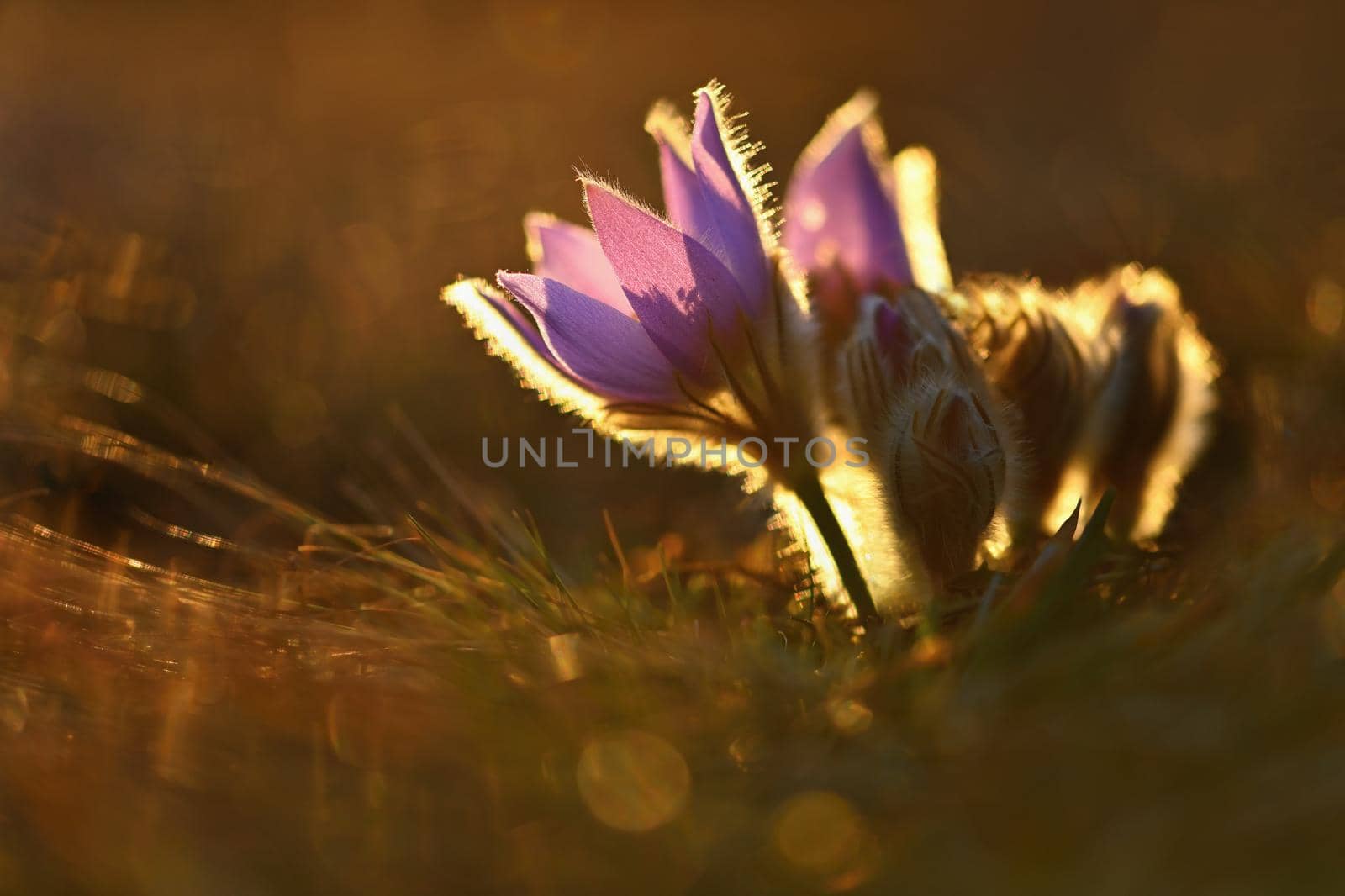 Spring flowers. Beautifully blossoming pasque flower and sun with a natural colored background. (Pulsatilla grandis)