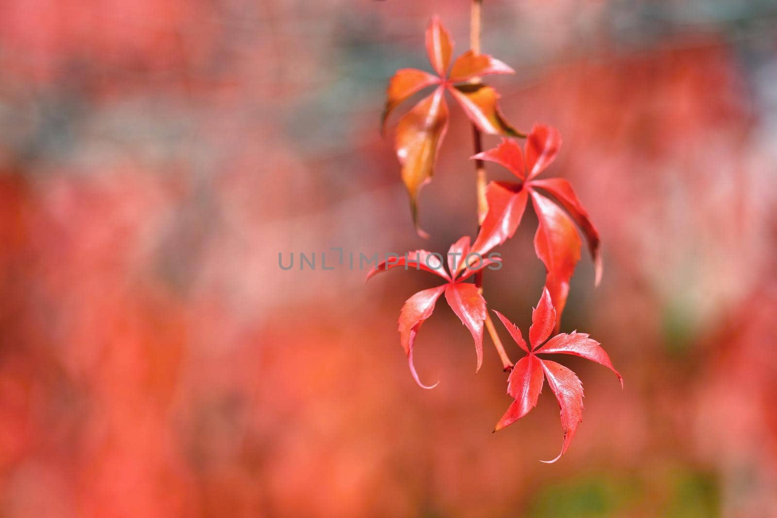 Autumn. Beautiful colorful leaves on trees in autumn time. Natural seasonal color background. 