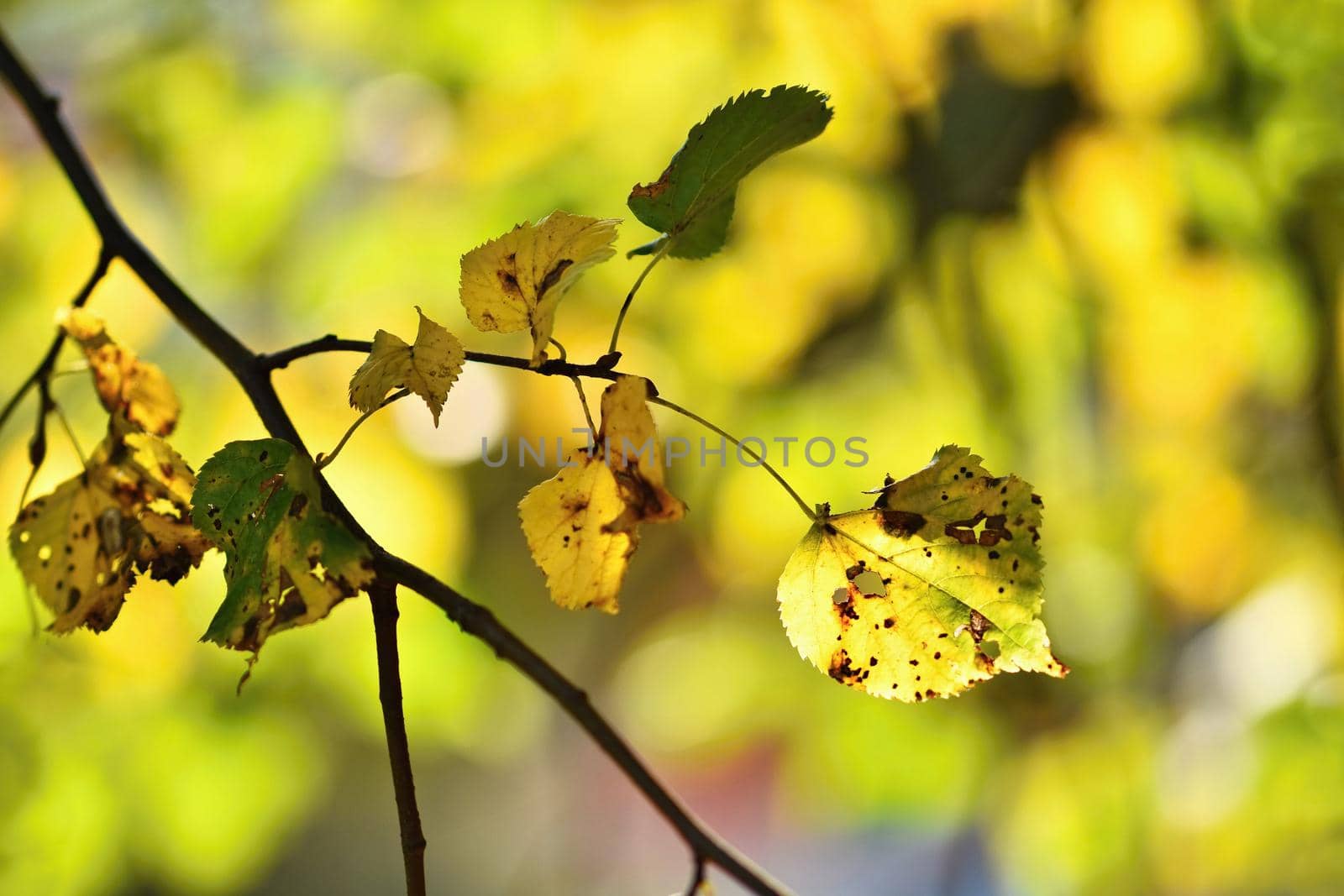 Autumn. Beautiful colorful leaves on trees in autumn time. Natural seasonal color background. 