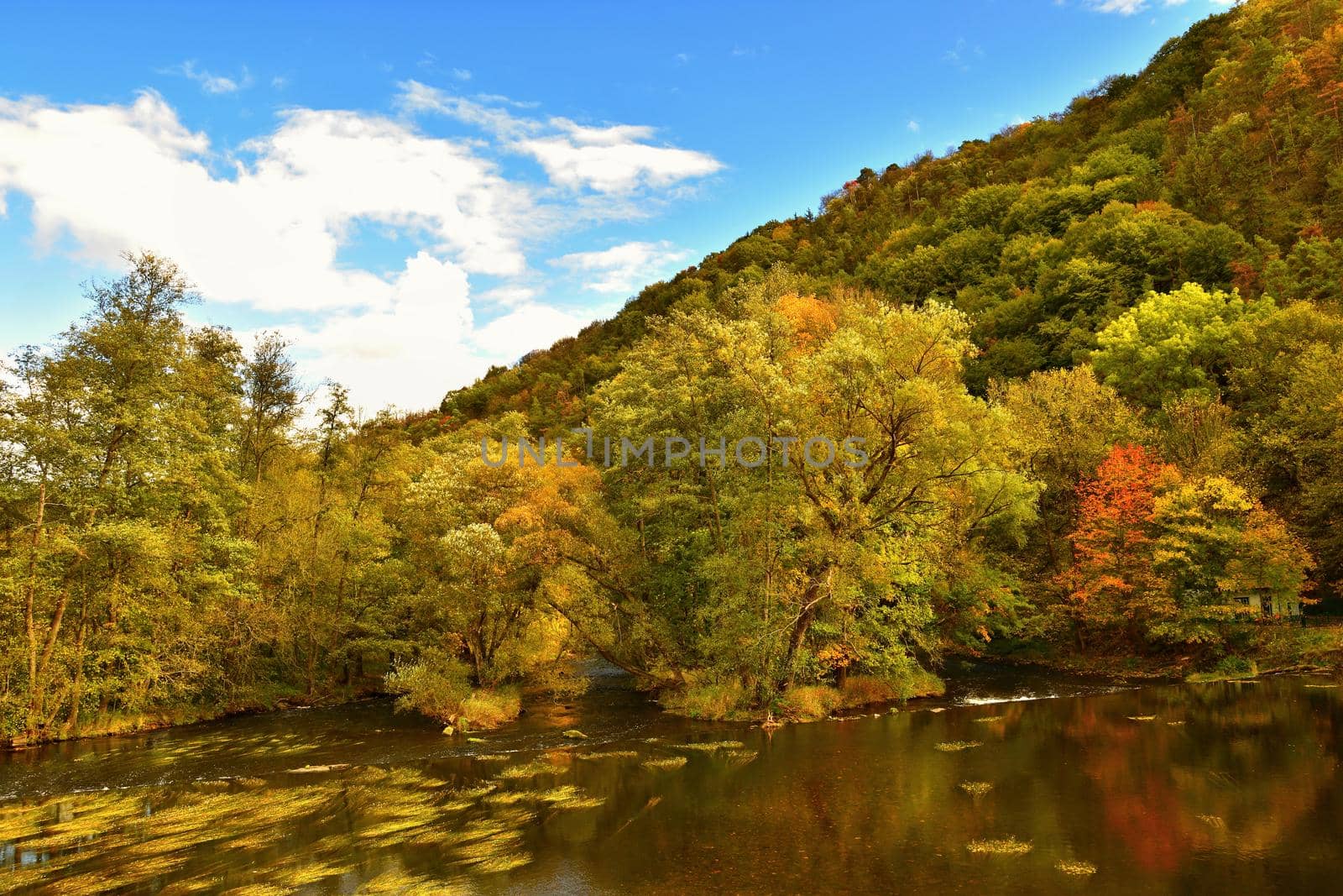 Beautiful autumn landscape with river and colorful trees in a forest at sunset.  Thaya Valley National Park Austria.