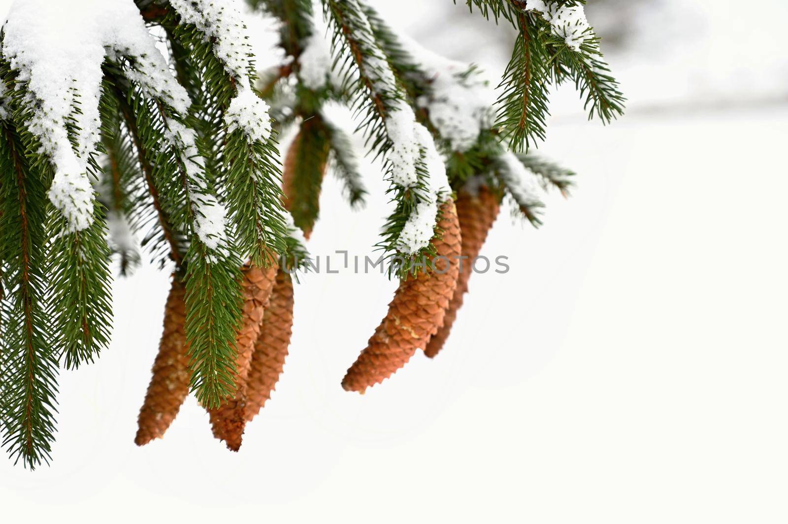 Snowy cones on a coniferous tree in winter.