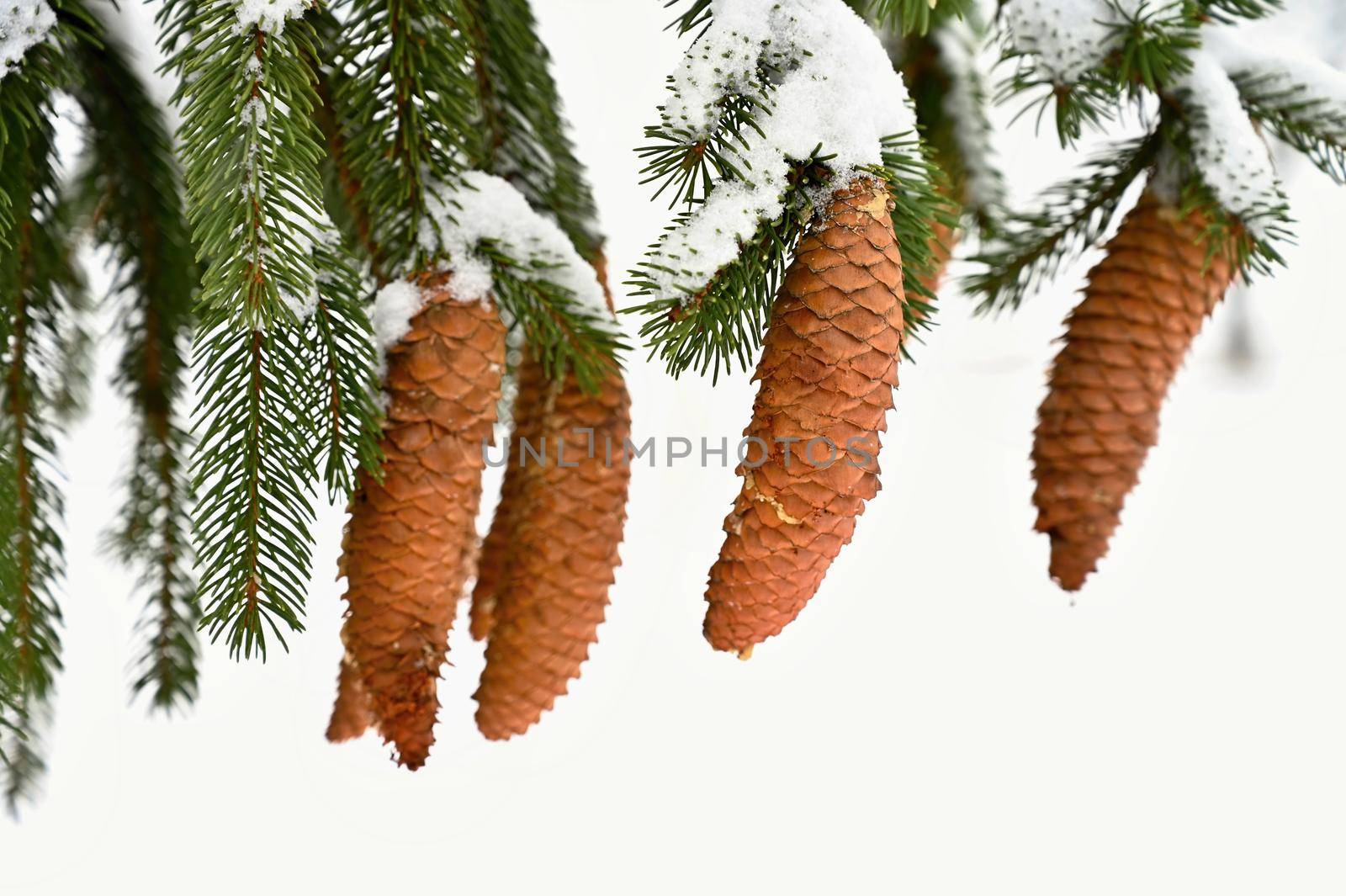 Snowy cones on a coniferous tree in winter.