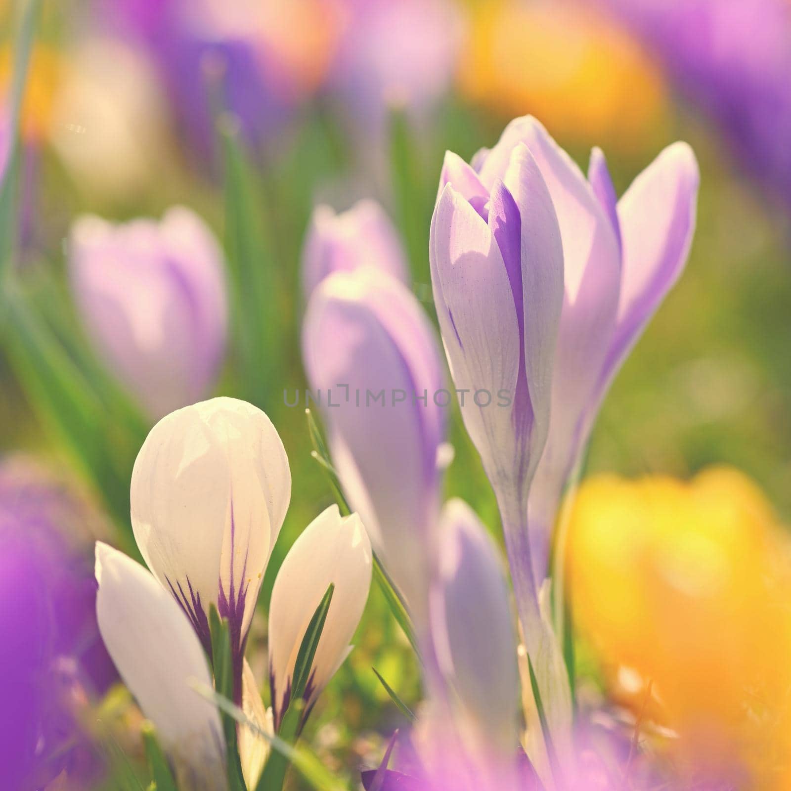 Spring flowers. Colorful nature background. Close-up of a group of blooming colorful crocus. (Crocus vernus)