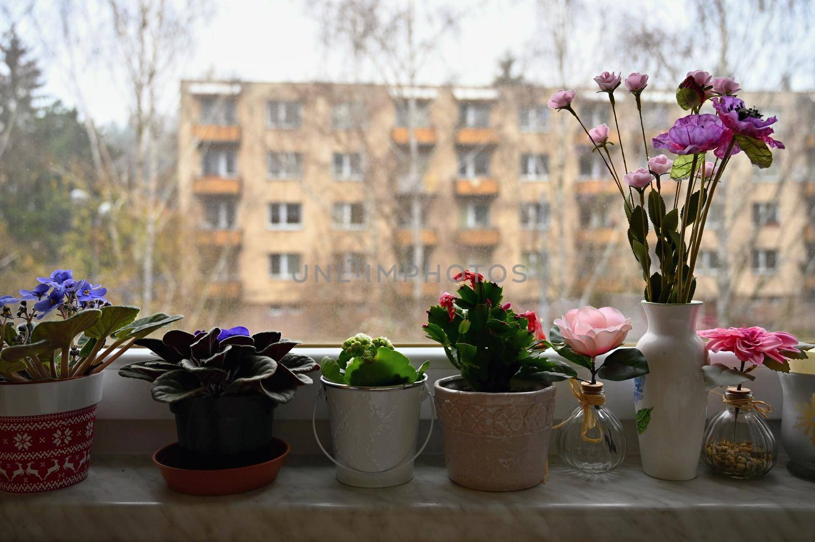 Beautiful flower in flower pots behind the window. Interior photo with a view out.