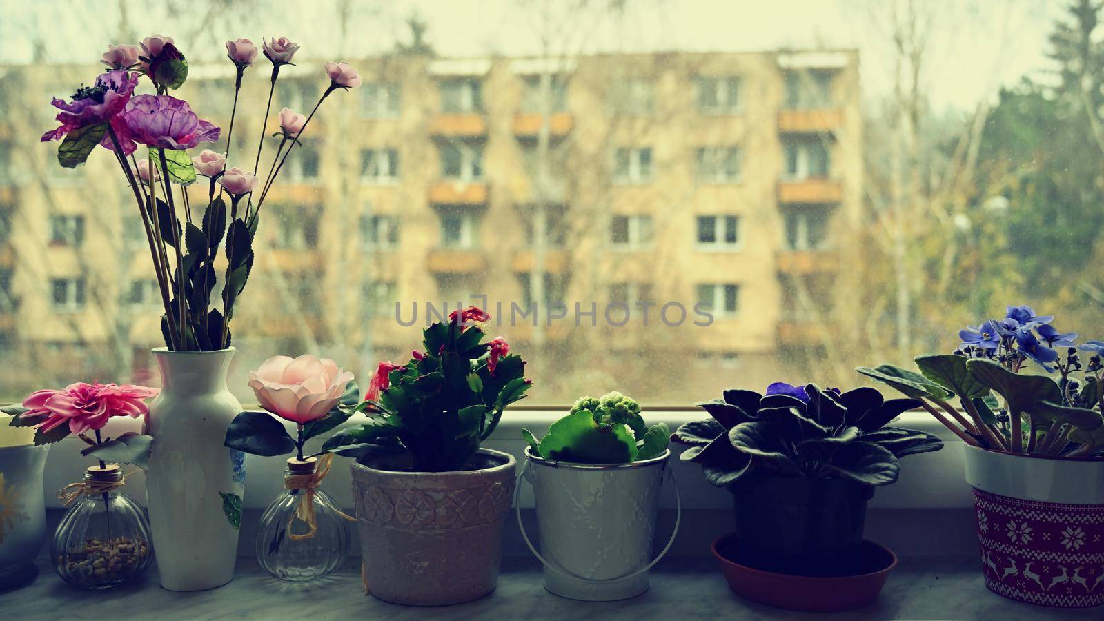 Beautiful flower in flower pots behind the window. Interior photo with a view out.