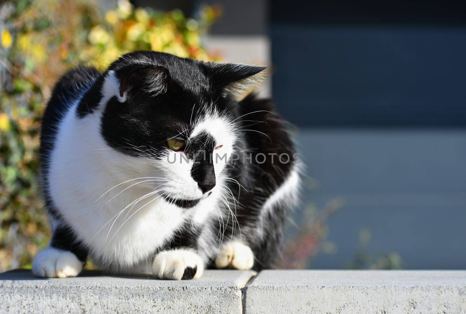 Cat sitting on the wall. The animal rests in the sun. natural blurred background. by Montypeter