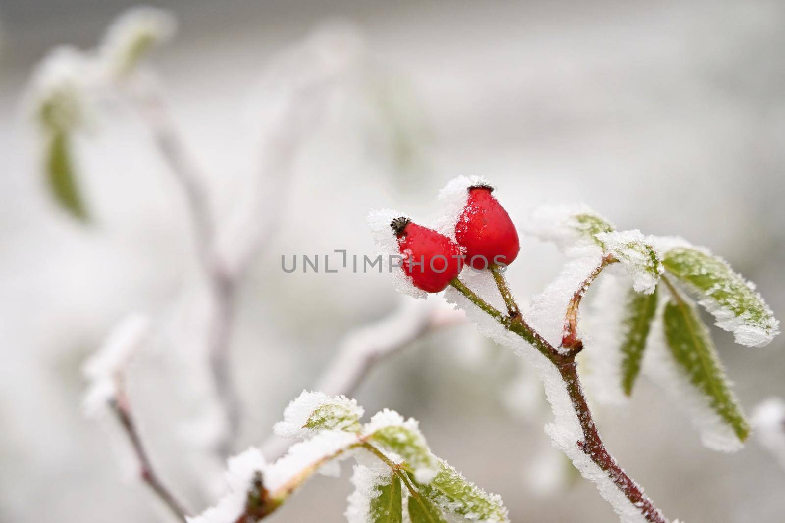 Frost on branches. Beautiful winter seasonal natural background.frost rosehip bushes by Montypeter