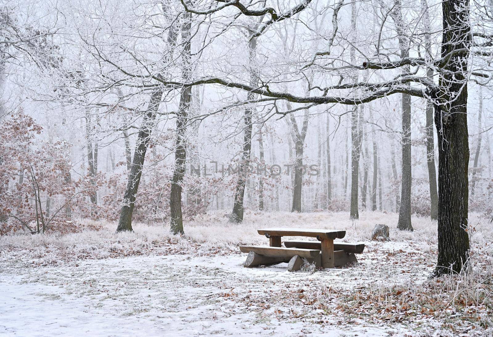 Snowy trees in a forest with a bench and a table for rest. Beautiful concept for winter, nature and forest.