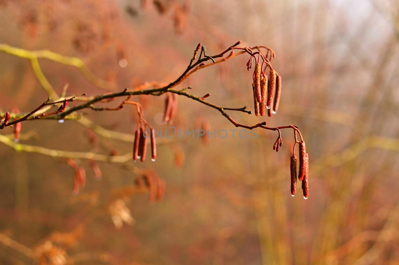 Beautiful shot of tree with berries. Colorful nature background with sun. Alnus incana - Moench.