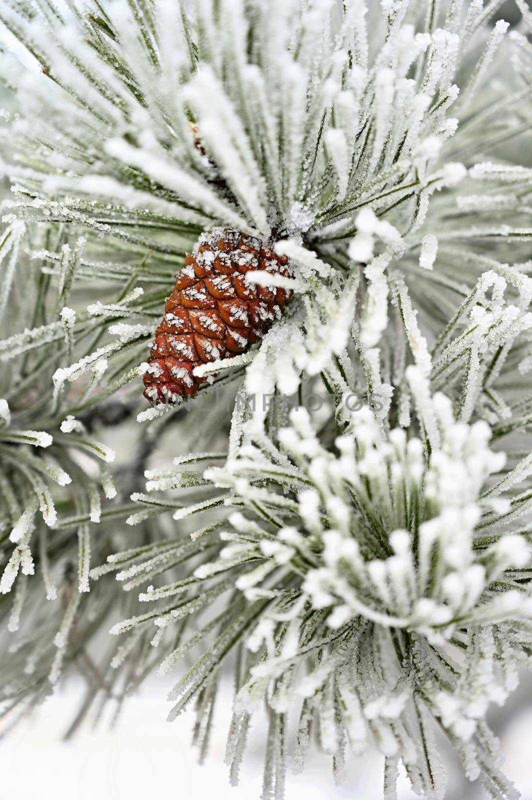 Beautiful winter frost. Branches of pine and cones in nature. by Montypeter