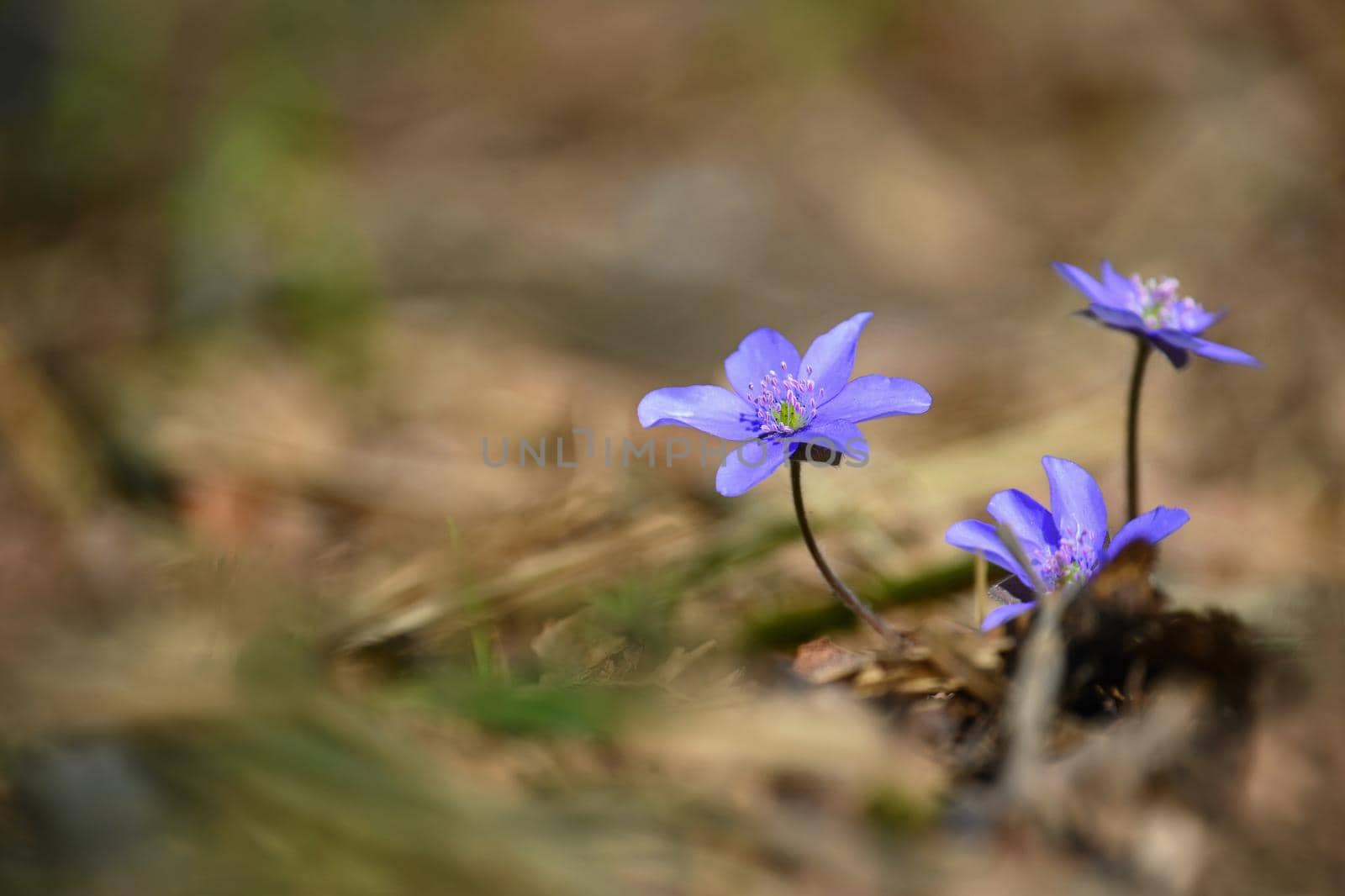 Spring flower. Beautiful blooming first small flowers in the forest. Hepatica. (Hepatica nobilis) by Montypeter