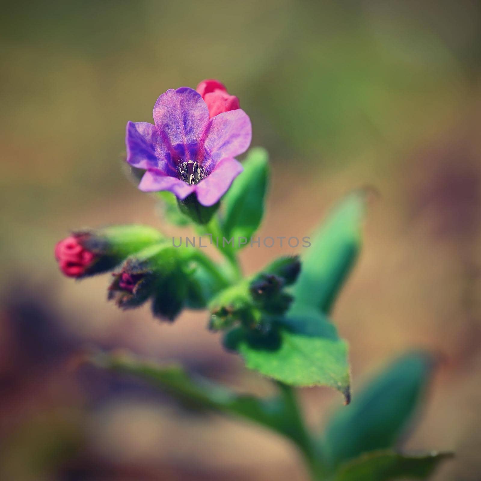 Beautiful colorful medicinal plant in the forest. (Pulmonaria officinalis) by Montypeter