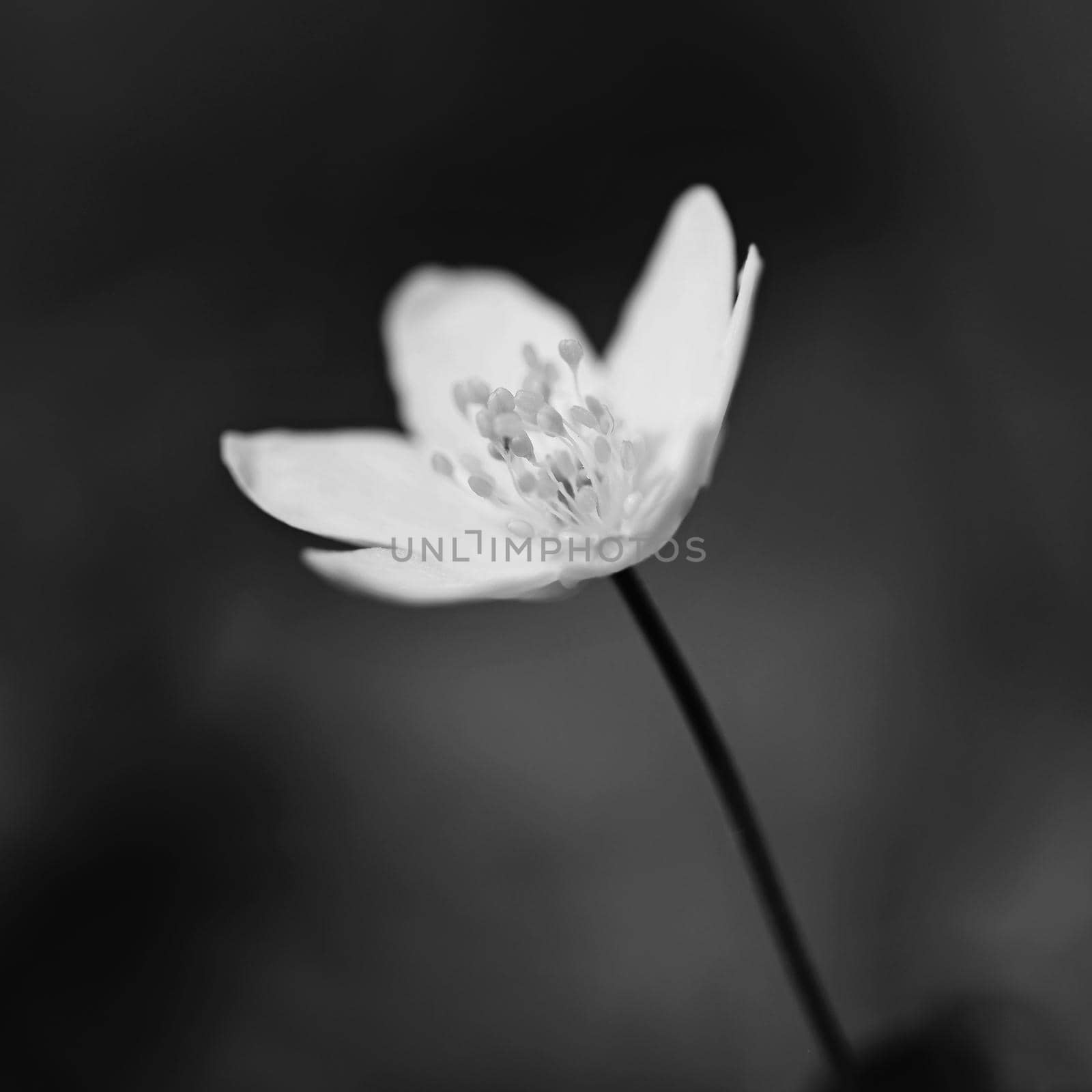 Spring white flowers in the grass Anemone (Isopyrum thalictroides) by Montypeter