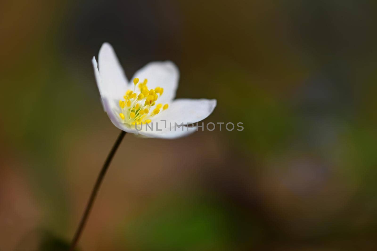 Spring white flowers in the grass Anemone (Isopyrum thalictroides)