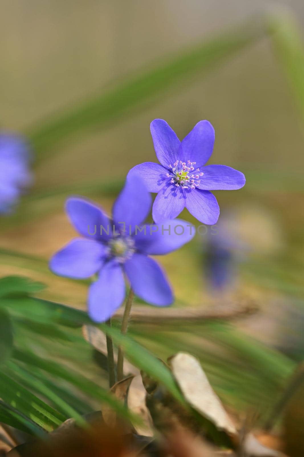 Spring flower. Beautiful purple plant in the forest. Colorful natural background. (Hepatica nobilis) by Montypeter