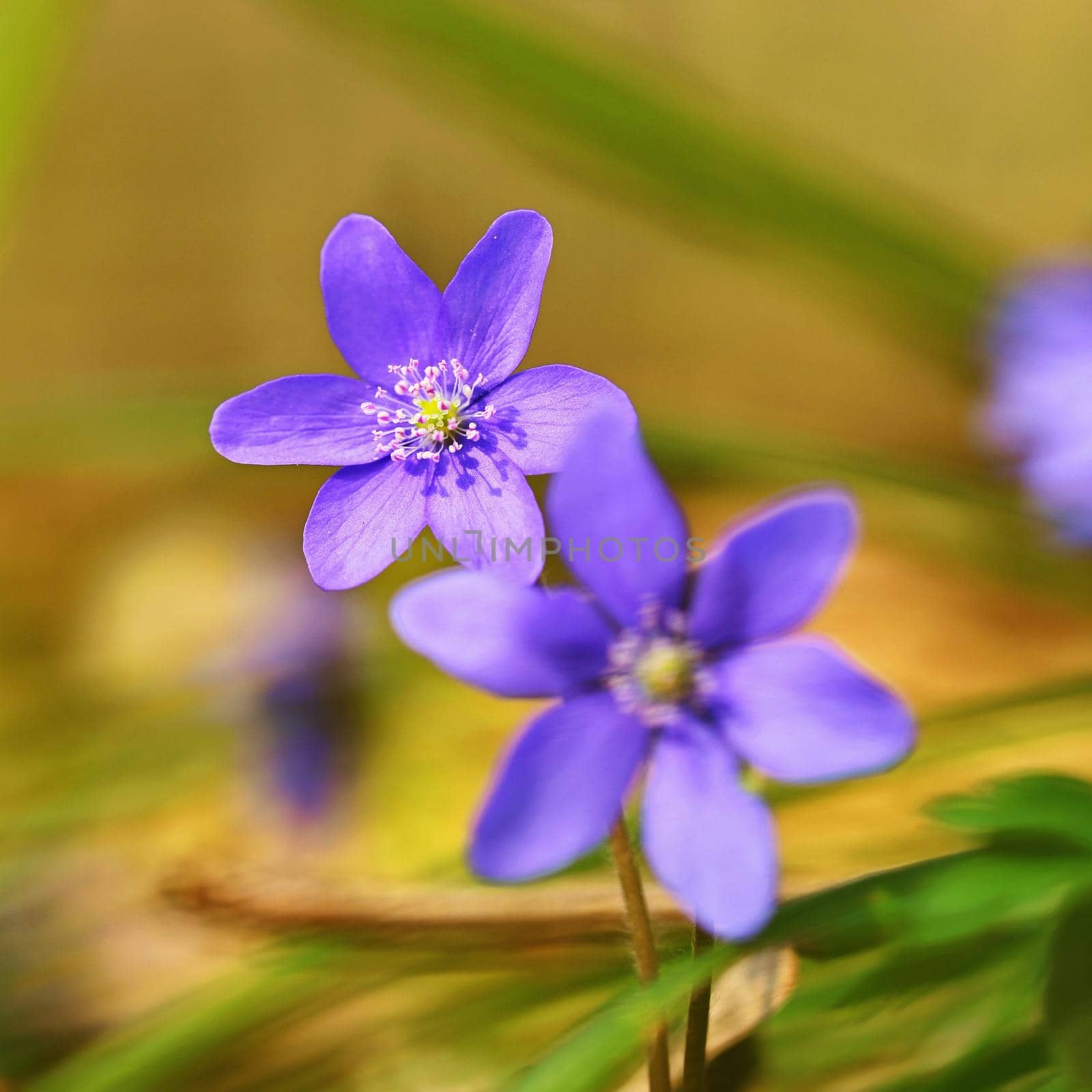 Spring flower. Beautiful purple plant in the forest. Colorful natural background. (Hepatica nobilis) by Montypeter