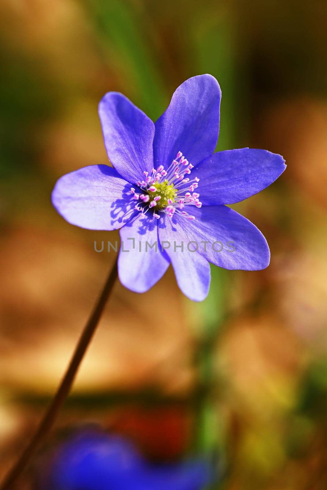 Spring flower. Beautiful blooming first small flowers in the forest. Hepatica. (Hepatica nobilis) by Montypeter