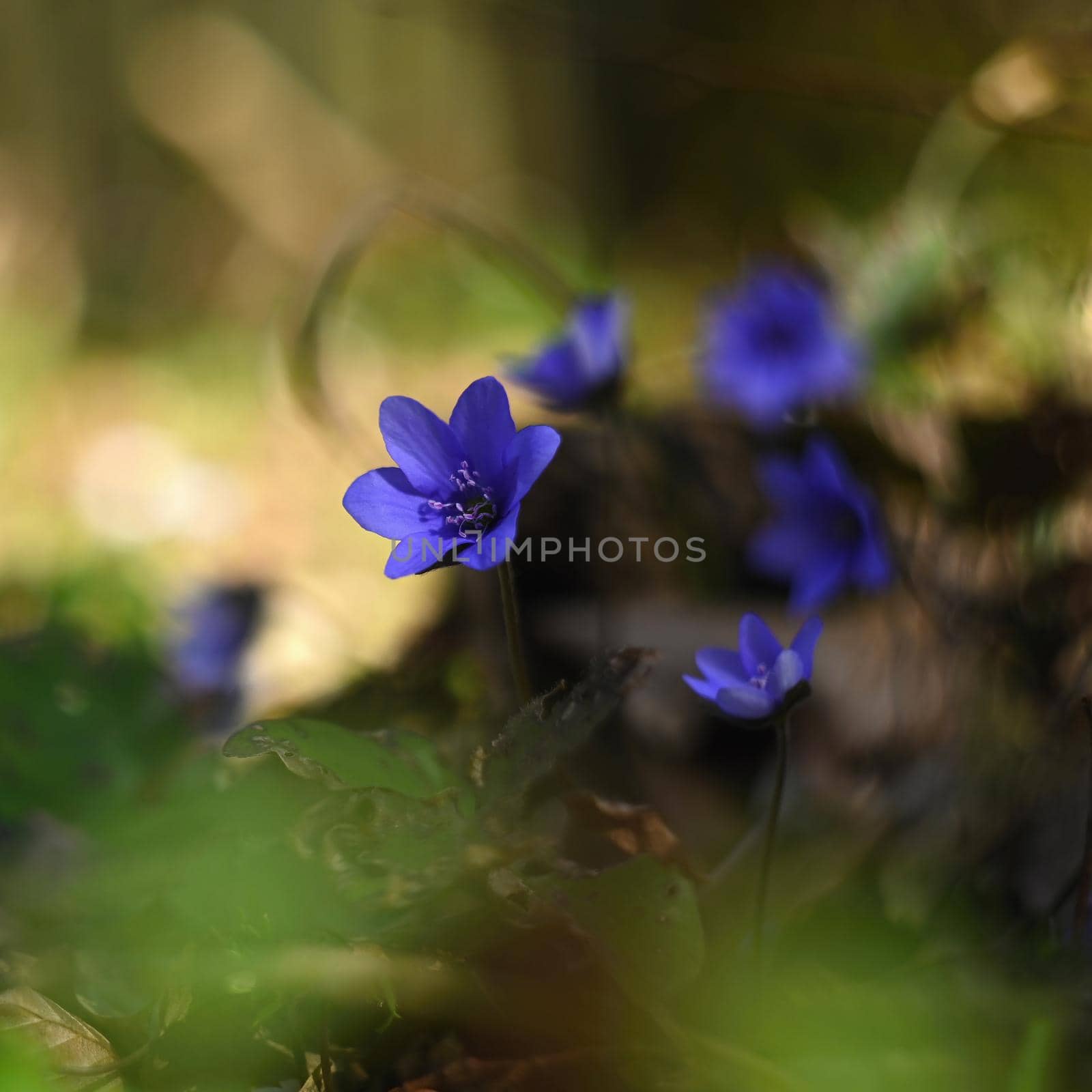 Spring flower. Beautiful blooming first small flowers in the forest. Hepatica. (Hepatica nobilis)