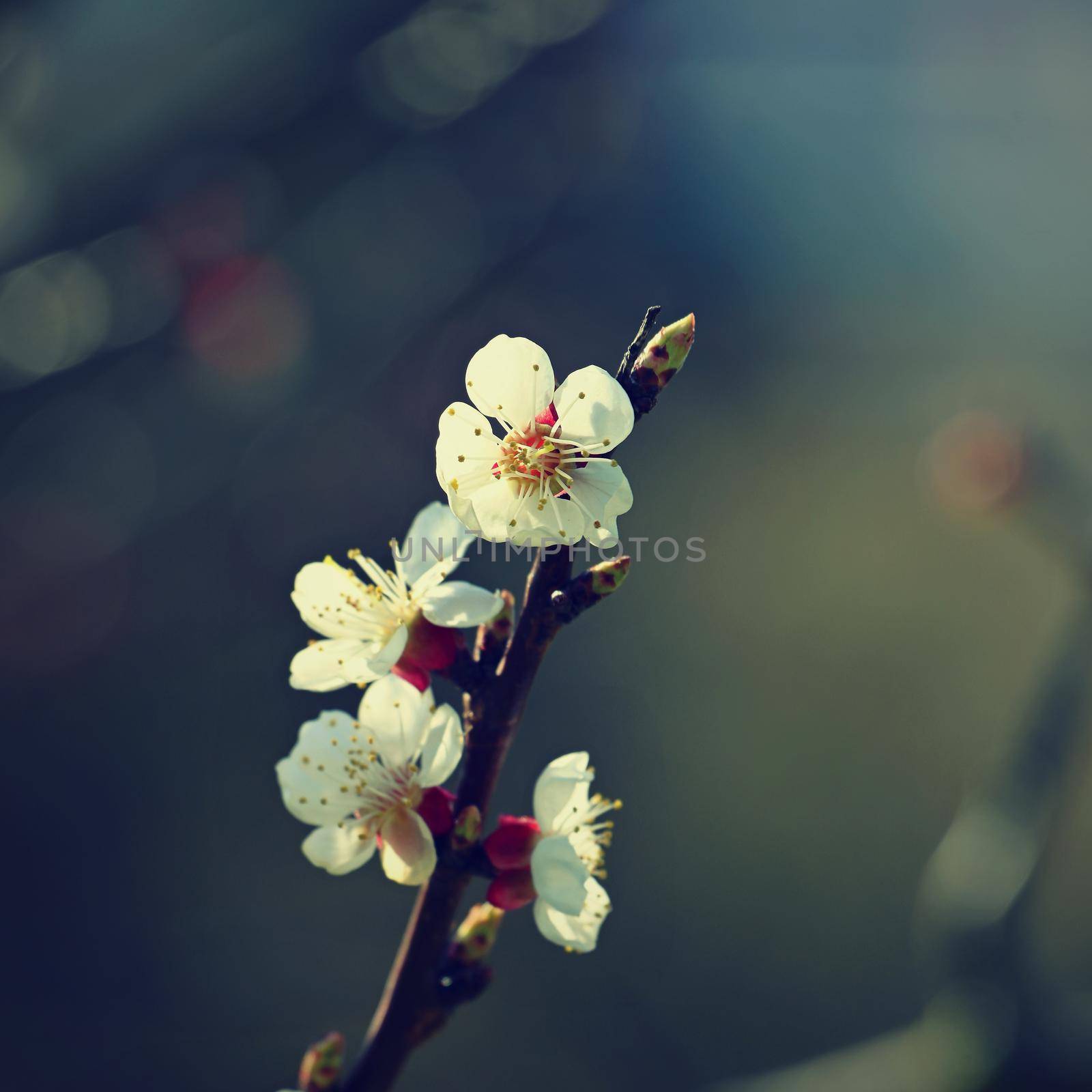 Beautifully flowering spring tree. Colorful nature background in spring time. Sunny day outdoors in nature.