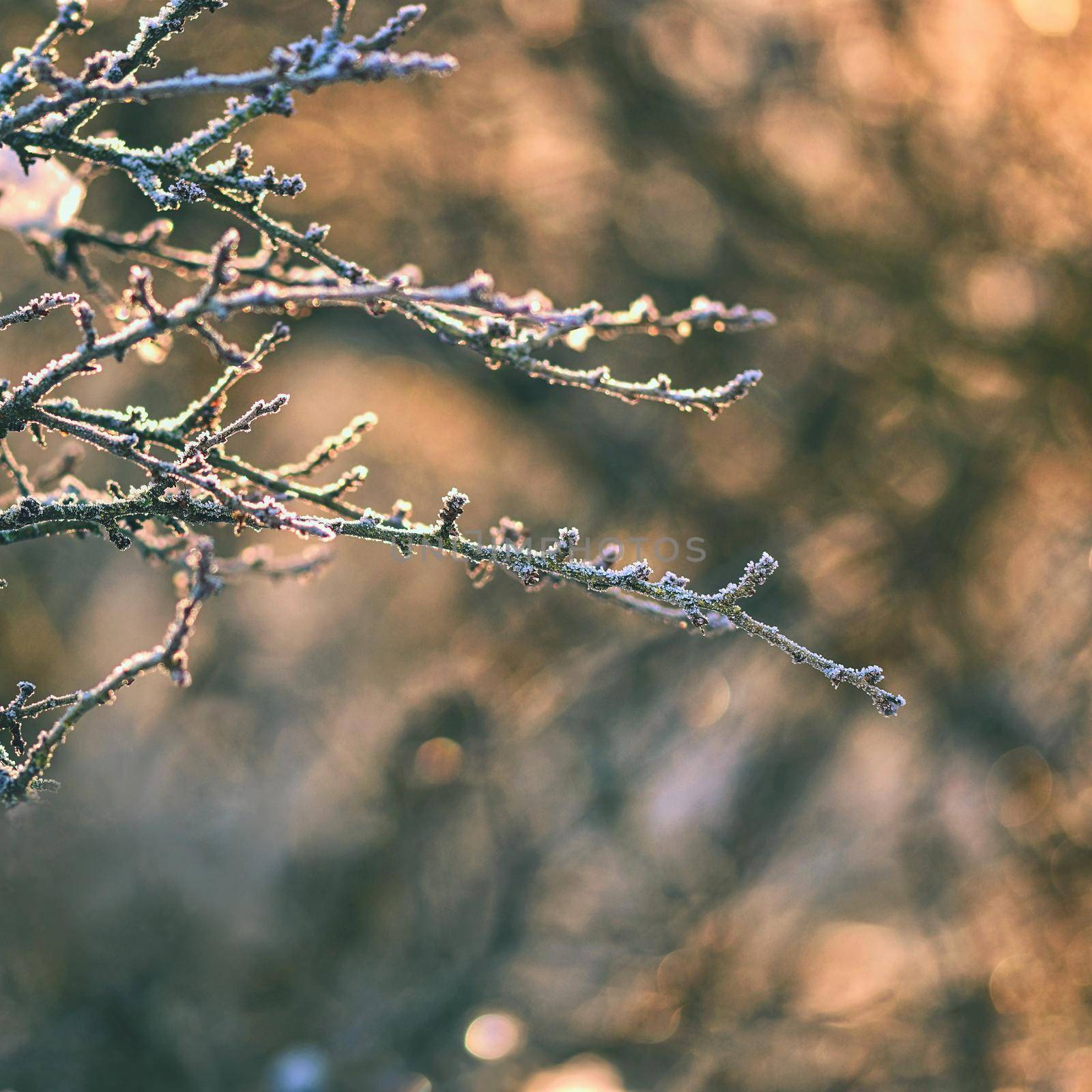 Frost and snow on branches. Beautiful winter seasonal  background. Photo of frozen nature.