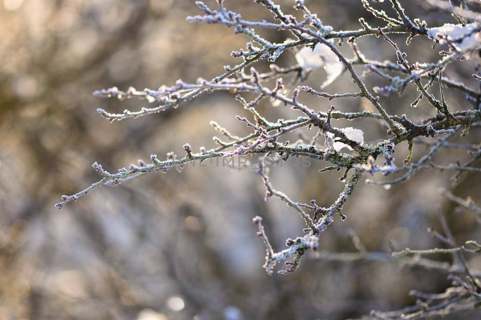 Frost and snow on branches. Beautiful winter seasonal  background. Photo of frozen nature.