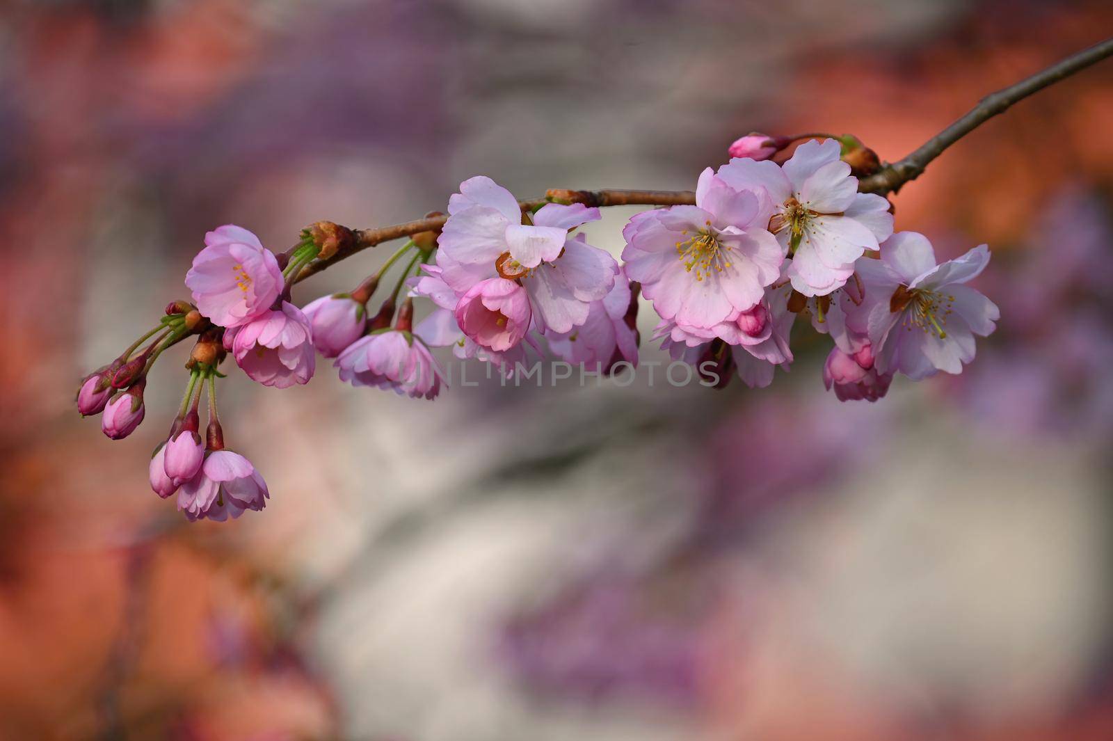 Beautifully flowering spring tree. Colorful nature background in spring time. Sunny day outdoors in nature.