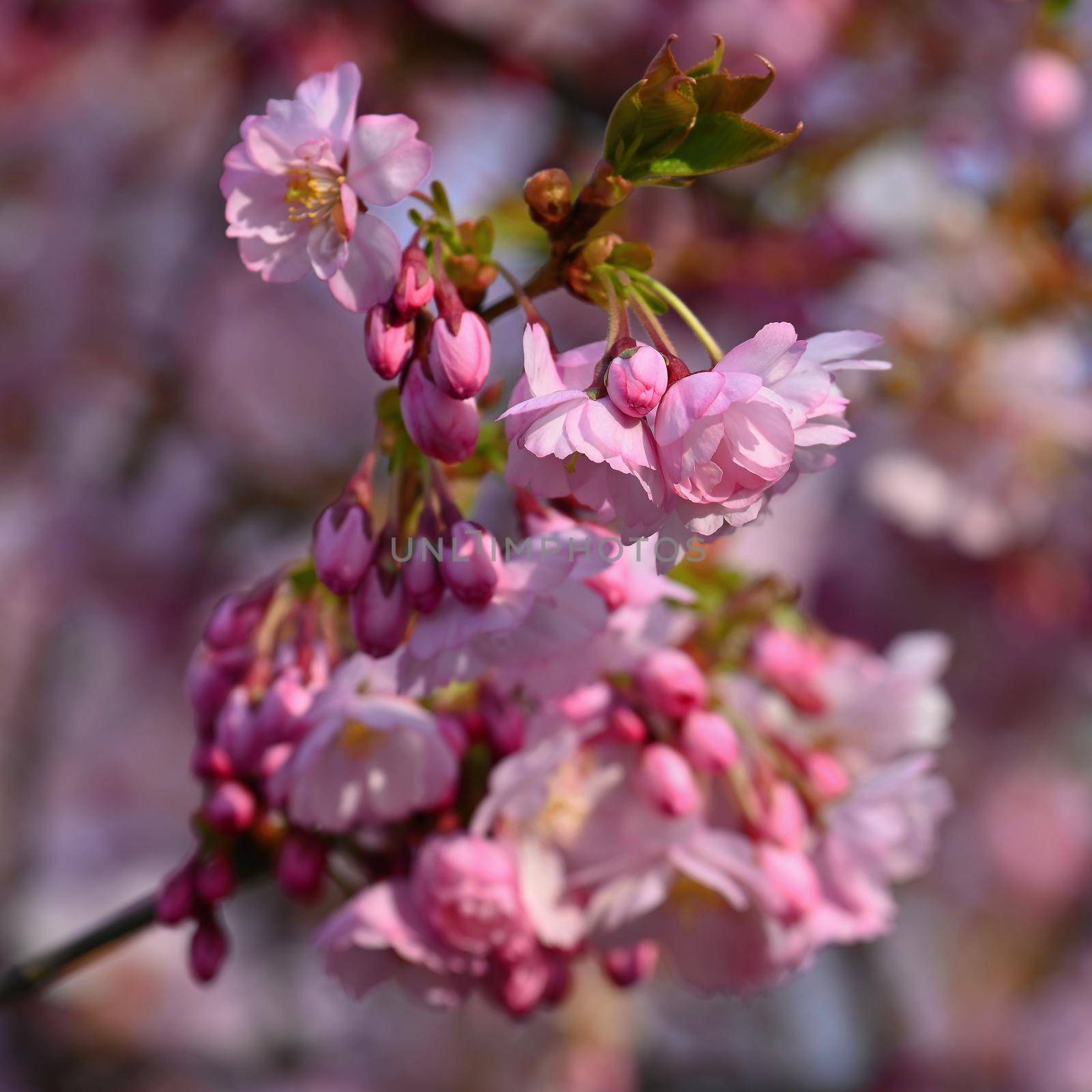 Beautifully flowering spring tree. Colorful nature background in spring time. Sunny day outdoors in nature. by Montypeter