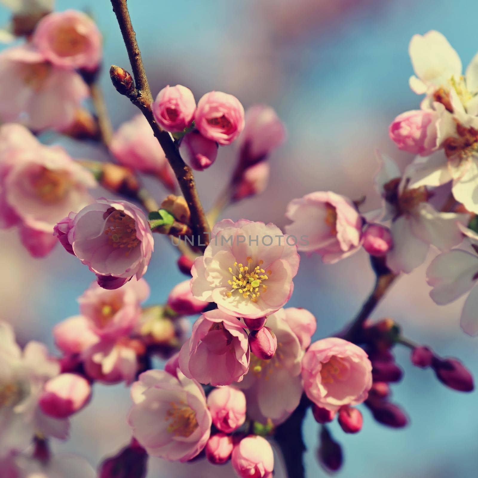 Beautifully flowering spring tree. Cherry blossom sakura in spring time. Colorful nature background . by Montypeter