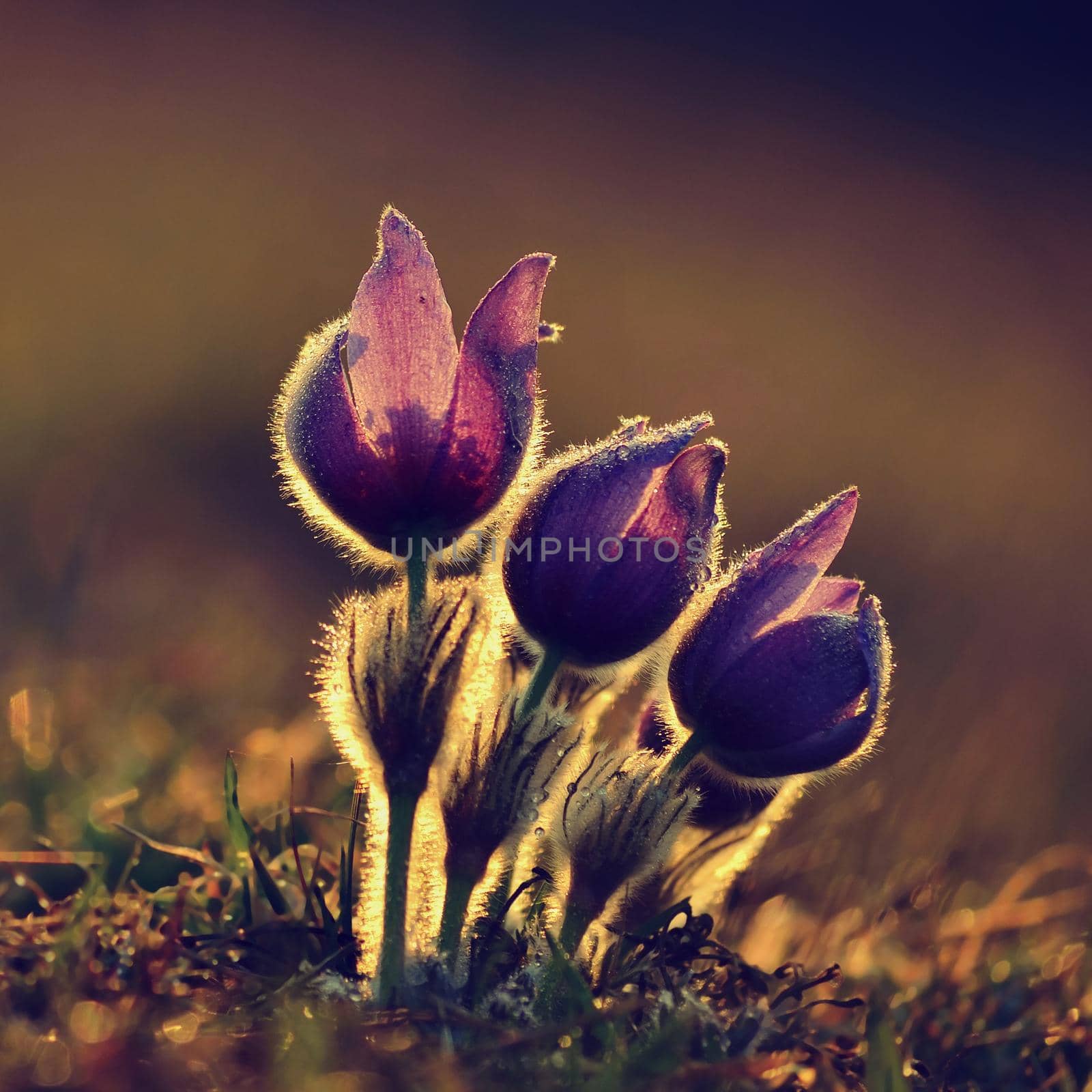 Springtime flower. Beautiful purple little furry pasque-flower. (Pulsatilla grandis) Blooming on spring meadow at the sunset.