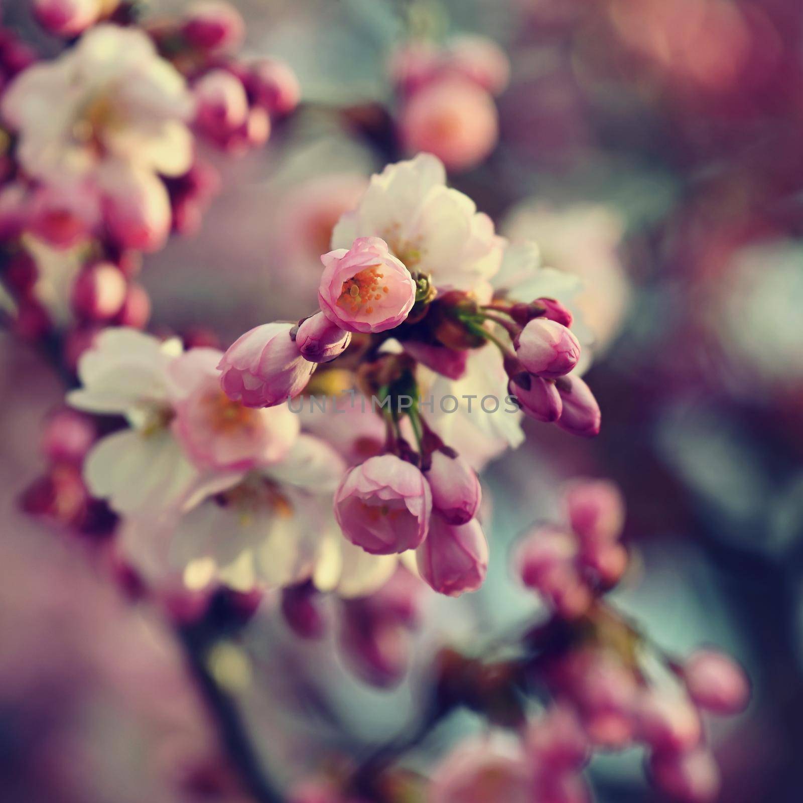 Spring blossom background. Beautiful nature scene with blooming tree in springtime.  by Montypeter