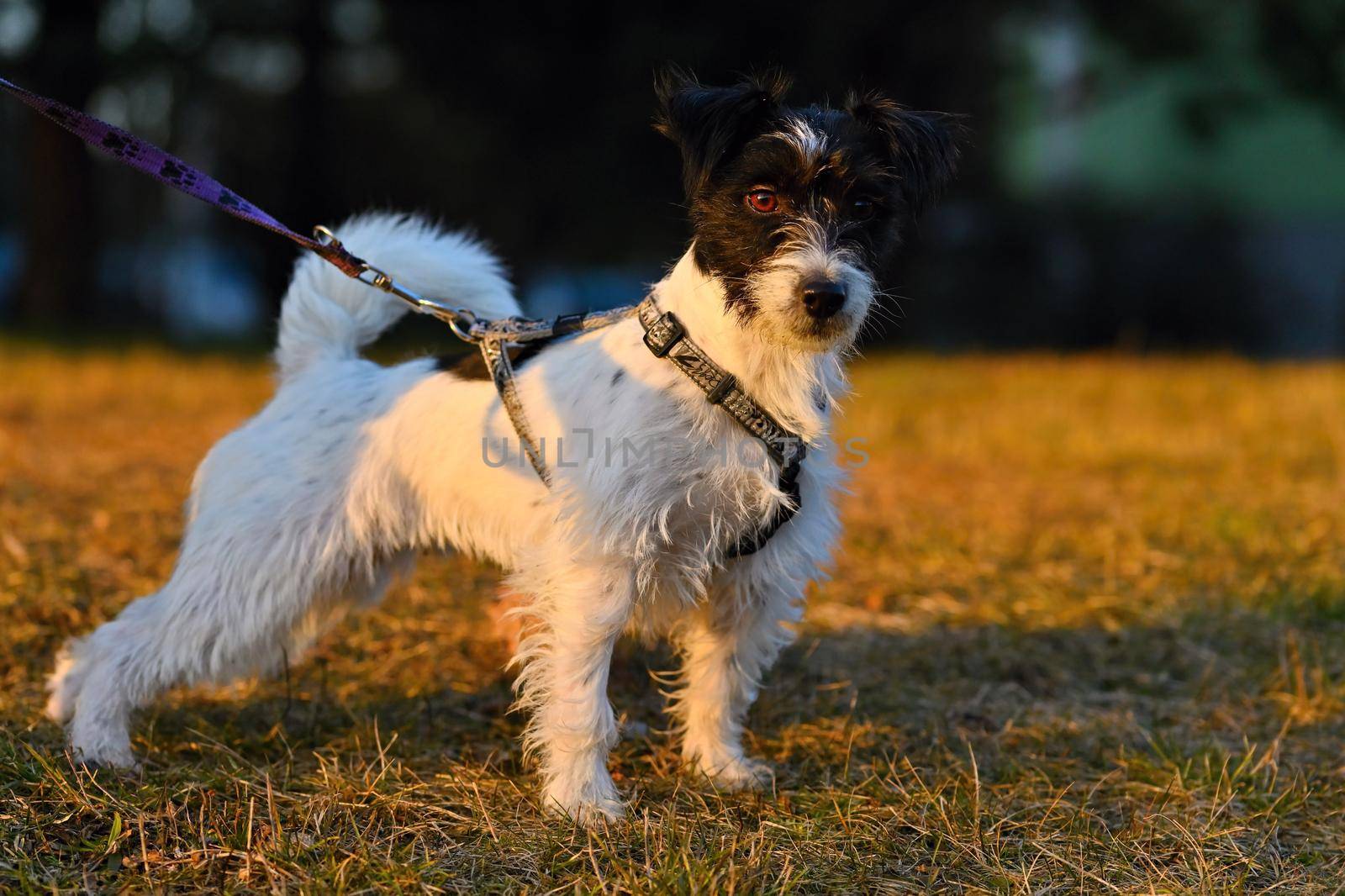 Lovely little pet - dog. Jack russell terrier outdoors on a walk.