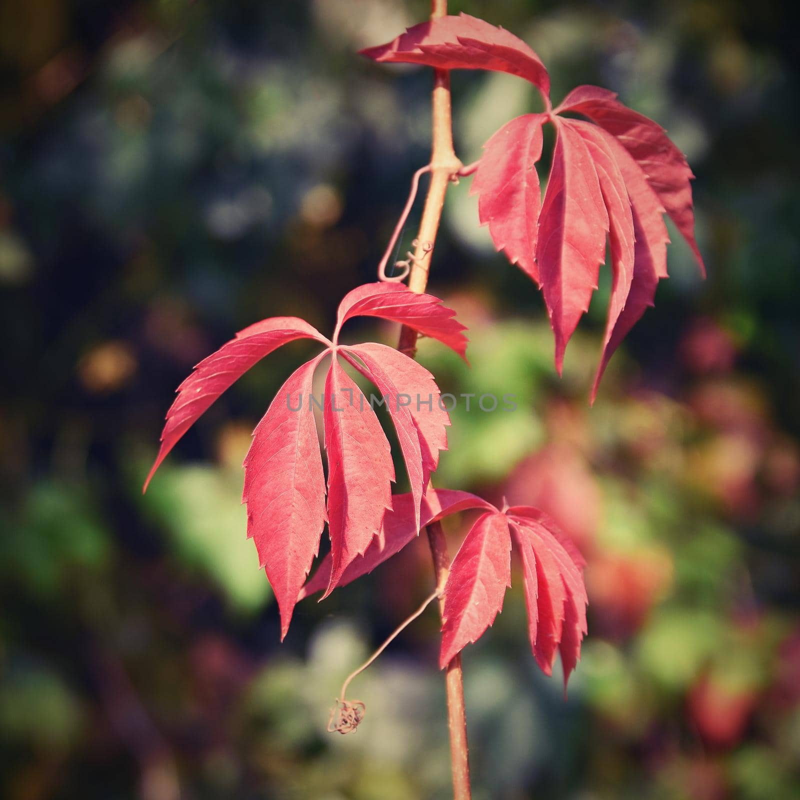 Beautiful colorful autumn leaves on tree. Colorful nature background and concept for autumn season.