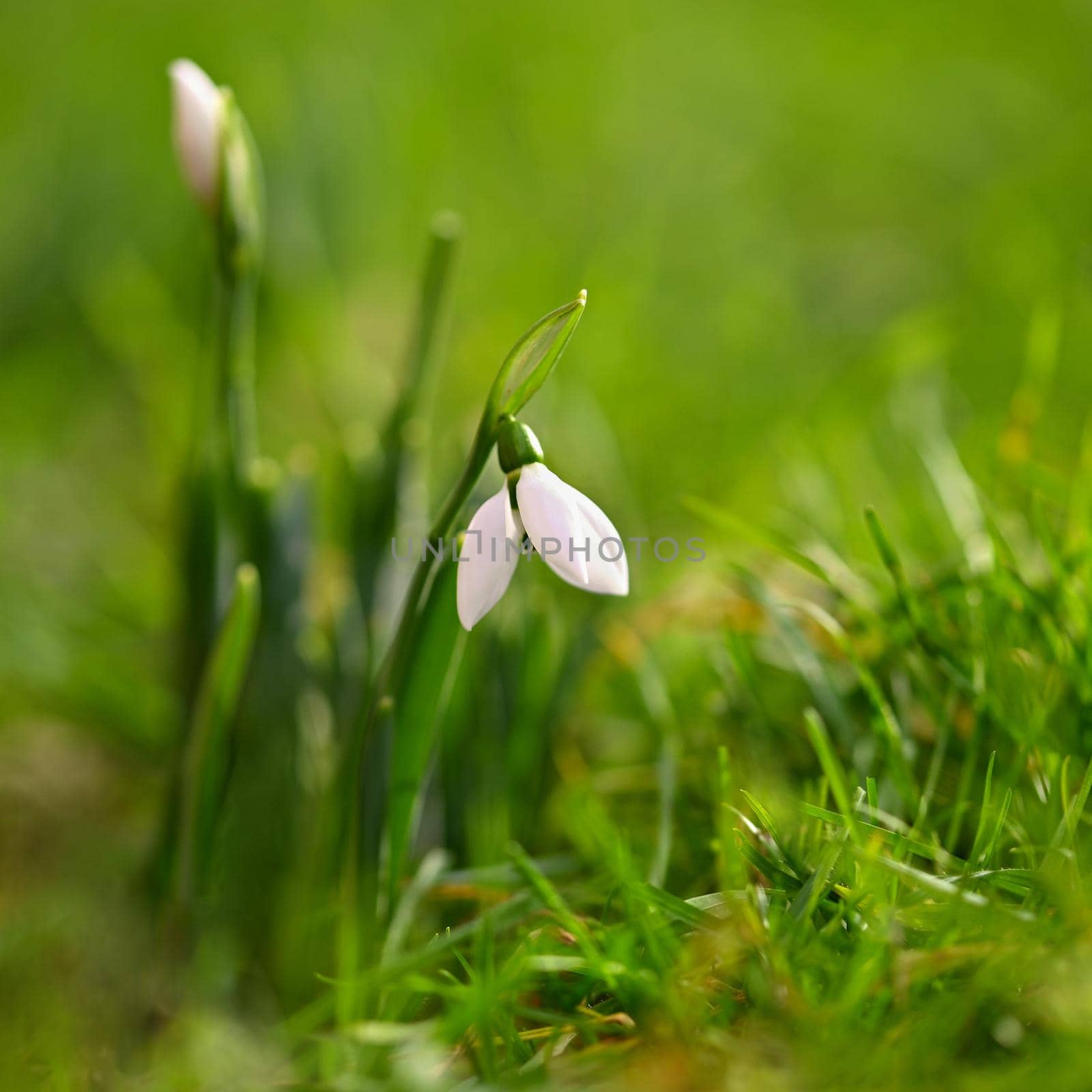 First spring flowers with colorful natural background on a sunny day. Beautiful little white snowdrops in the grass. End of winter season in nature. (Galanthus nivalis) by Montypeter